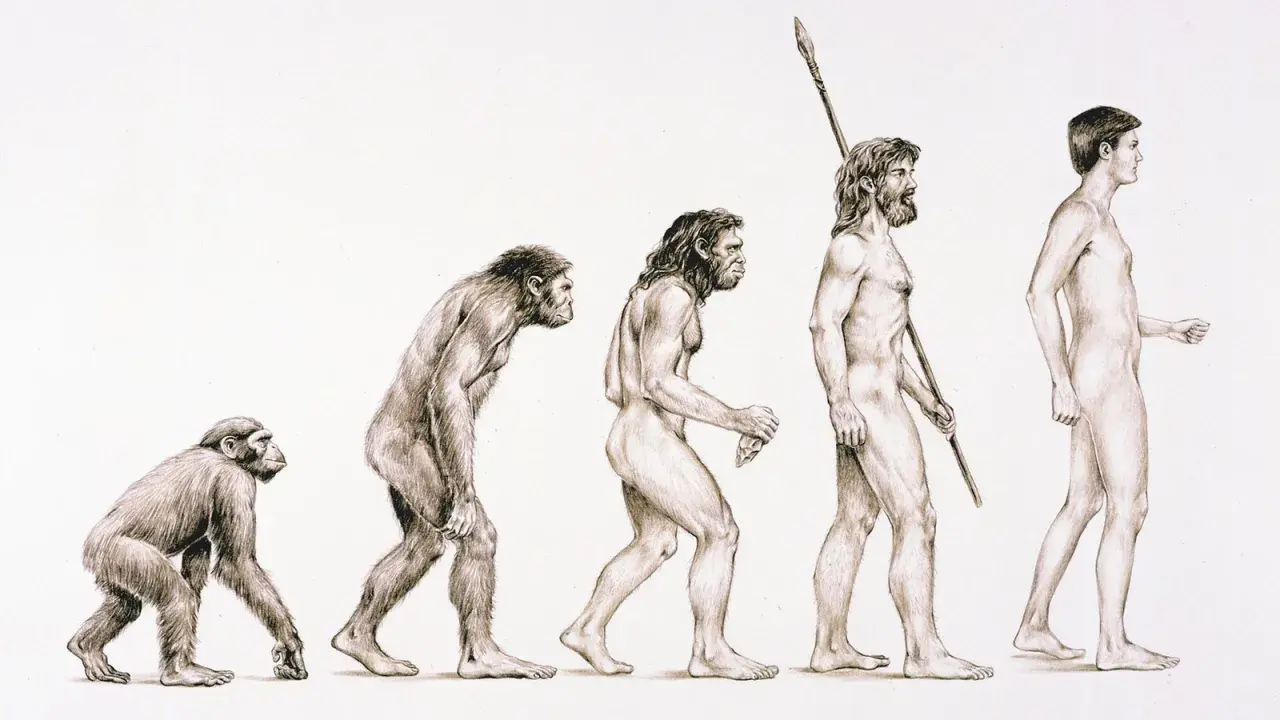 Die Darstellung der **Evolution des Menschen** zeigt eine Reihe von Figuren, die von einem affenähnlichen Wesen zu einem modernen Menschen fortschreiten.