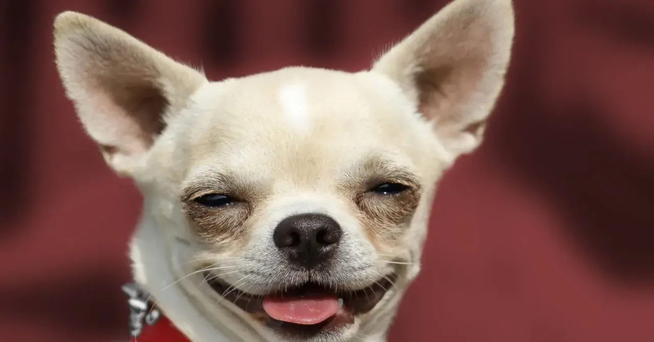 Un chihuahua con orejas grandes y una expresión feliz. ¡Parece que los perros sonríen!
