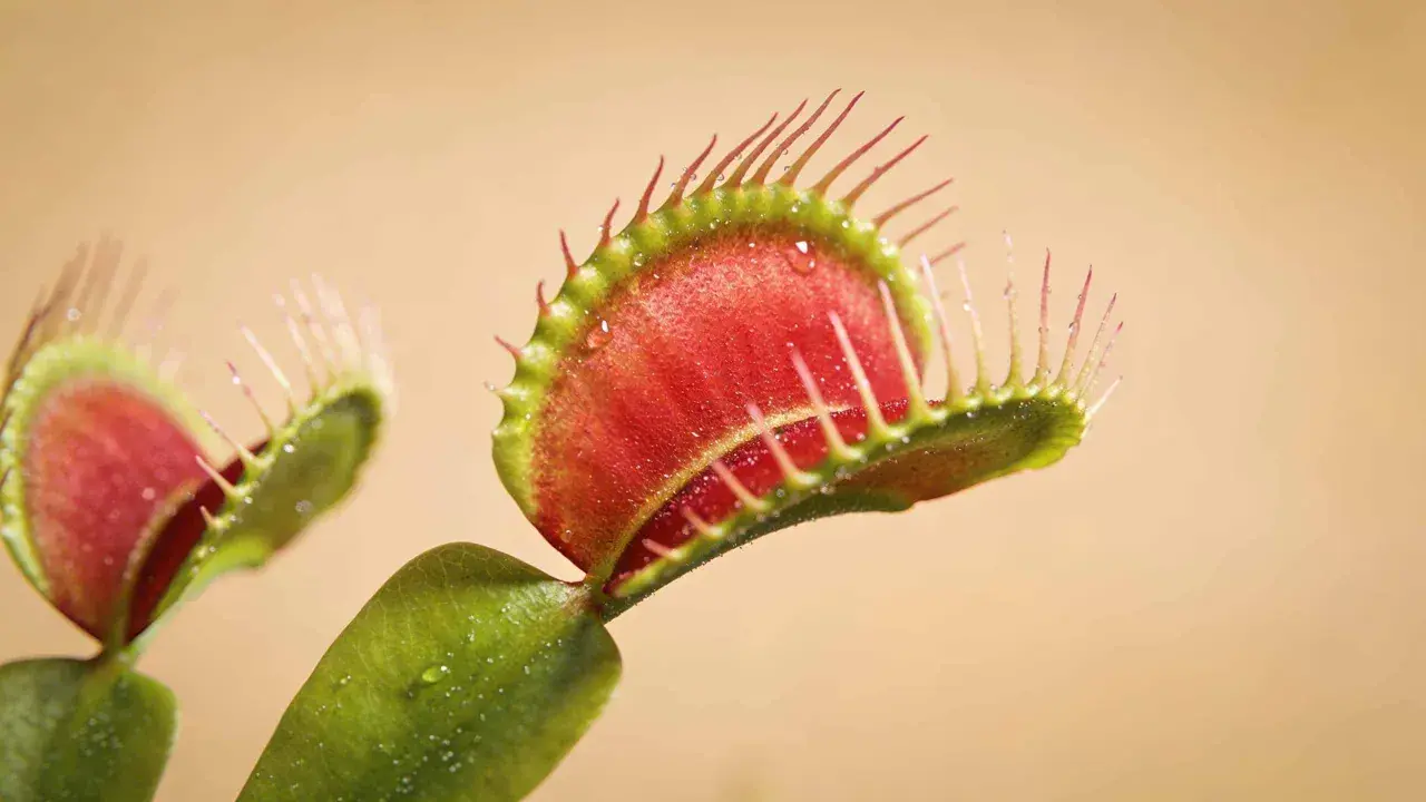 Dionaea, une plante carnivore aux pièges rouges et verts, prête à capturer sa proie. L'entretien de cette plante est fascinant.
