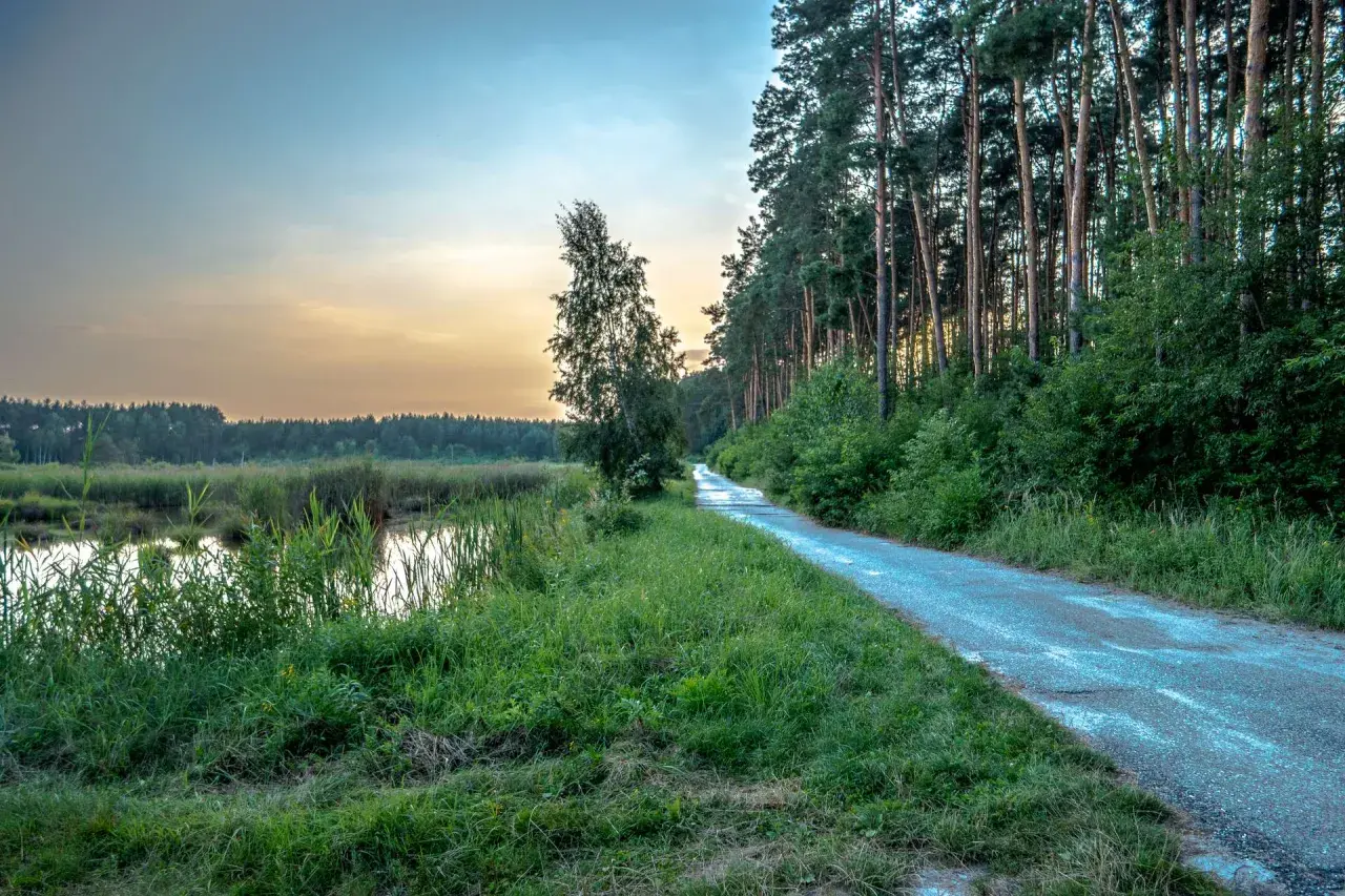 Droga przez las nad stawami w Mielcu, oświetlona zachodzącym słońcem.