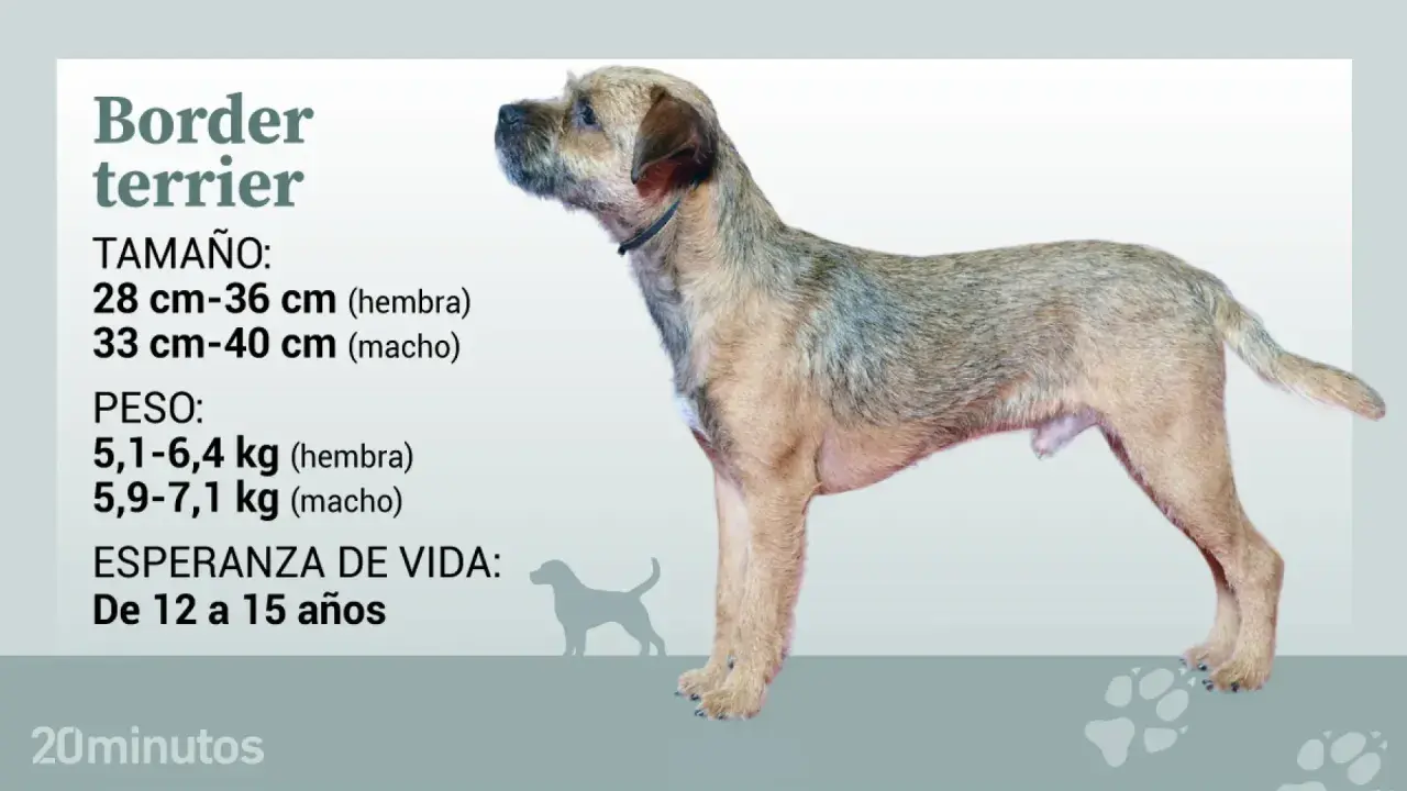 Un border terrier de pie, con información sobre su tamaño, peso y esperanza de vida.