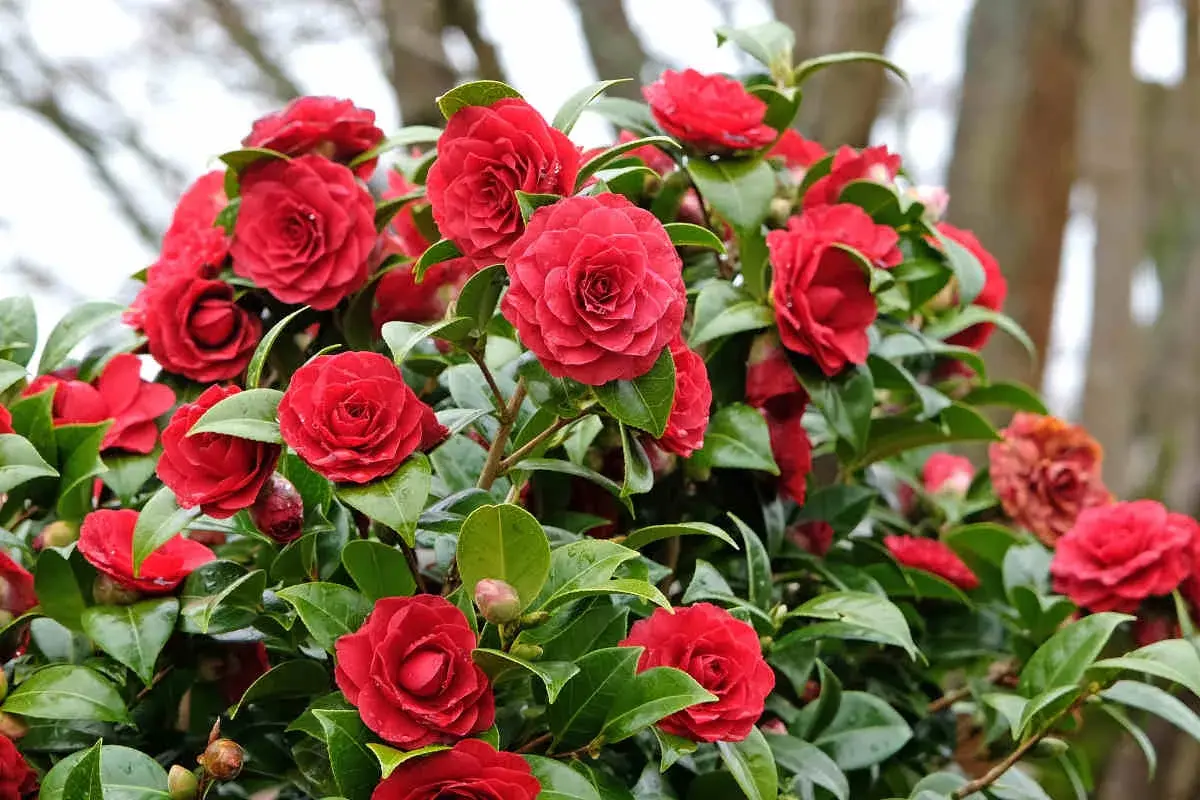 Un buisson de camélias aux fleurs rouges éclatantes, avec son feuillage persistant vert profond, illumine le jardin.