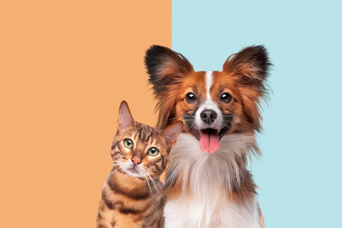 A curious cat and a happy dog side-by-side, prompting the question: are cats smarter than dogs?