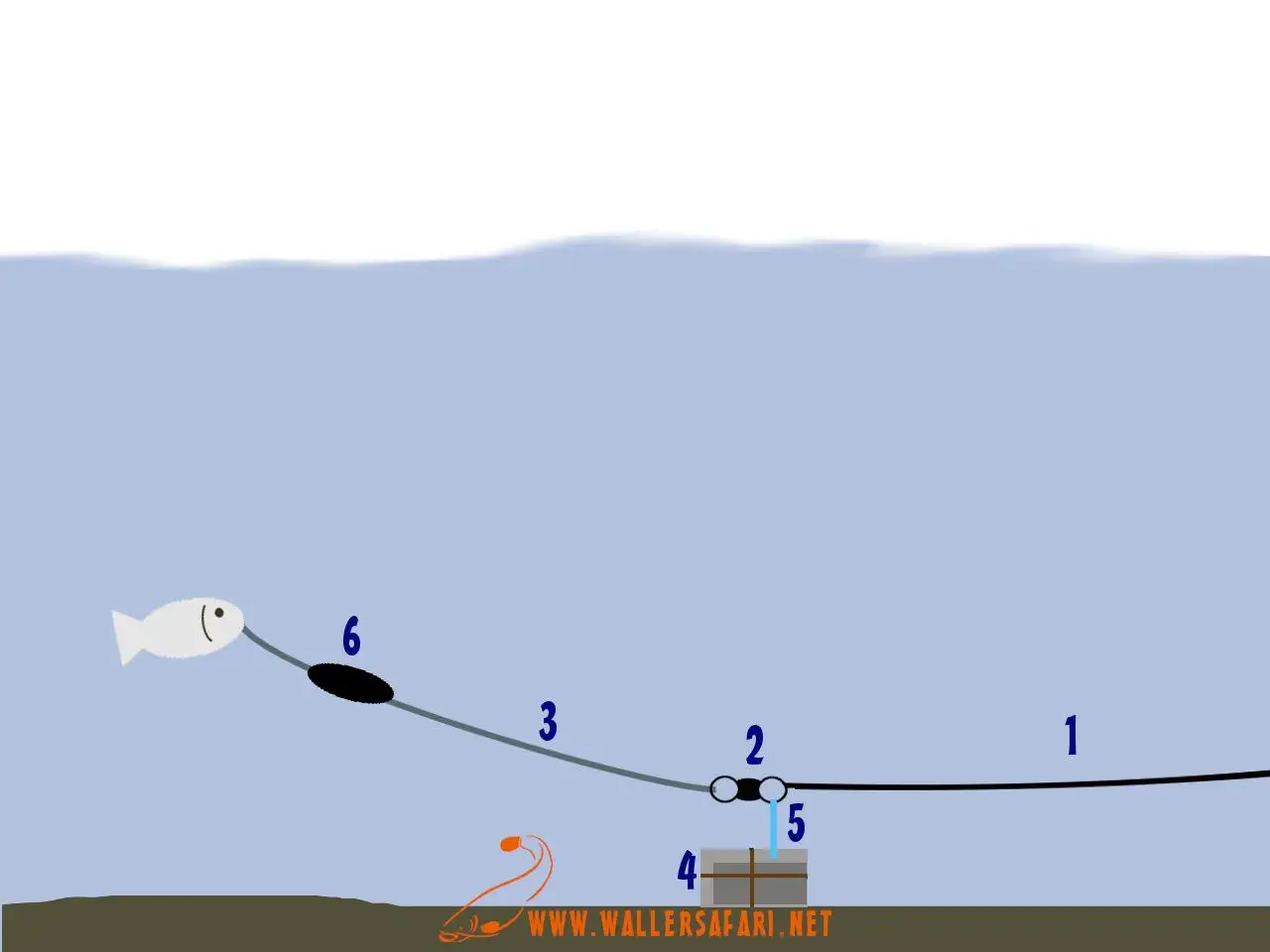 Schema einer u posen montage: Köderfisch (6) schwimmt, während ein Wurm (4) am Grund wartet.