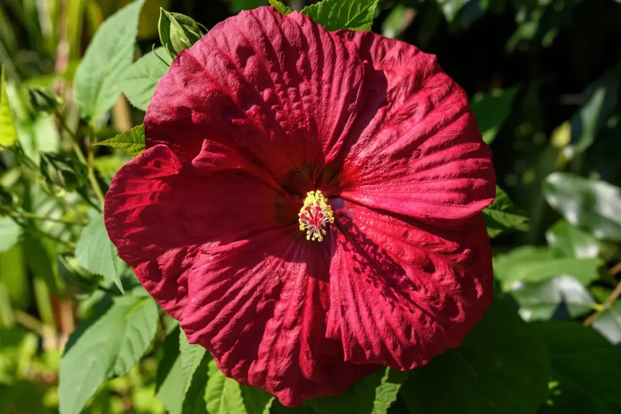 Duży, karminowy hibiskus z żółtym środkiem. Idealny czas, by pomyśleć, kiedy przycinać hibiskus, by pięknie kwitł.
