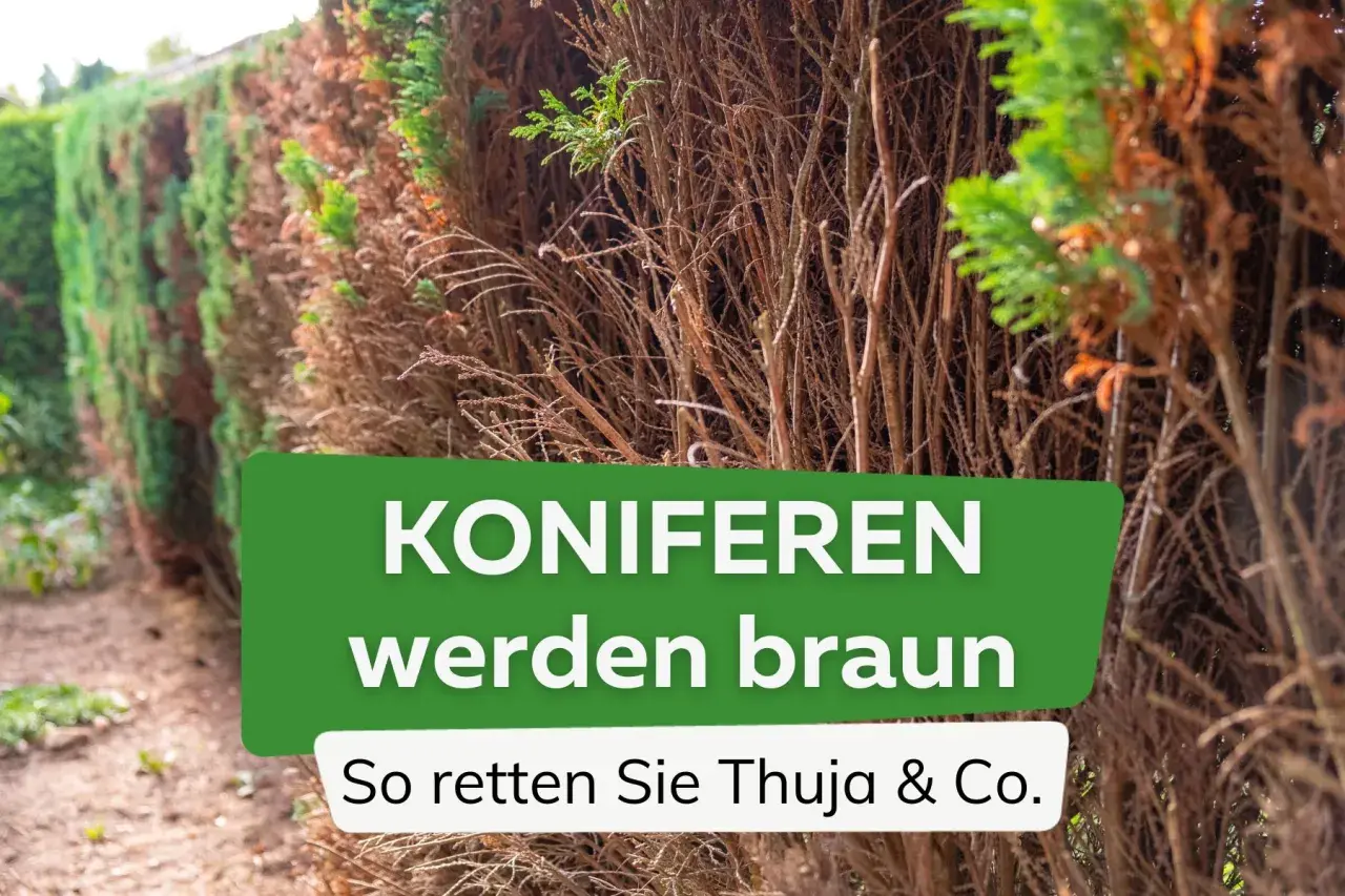 Koniferen werden braun. Ein Teil der Hecke ist vertrocknet, aber es gibt noch Hoffnung für Thuja & Co.