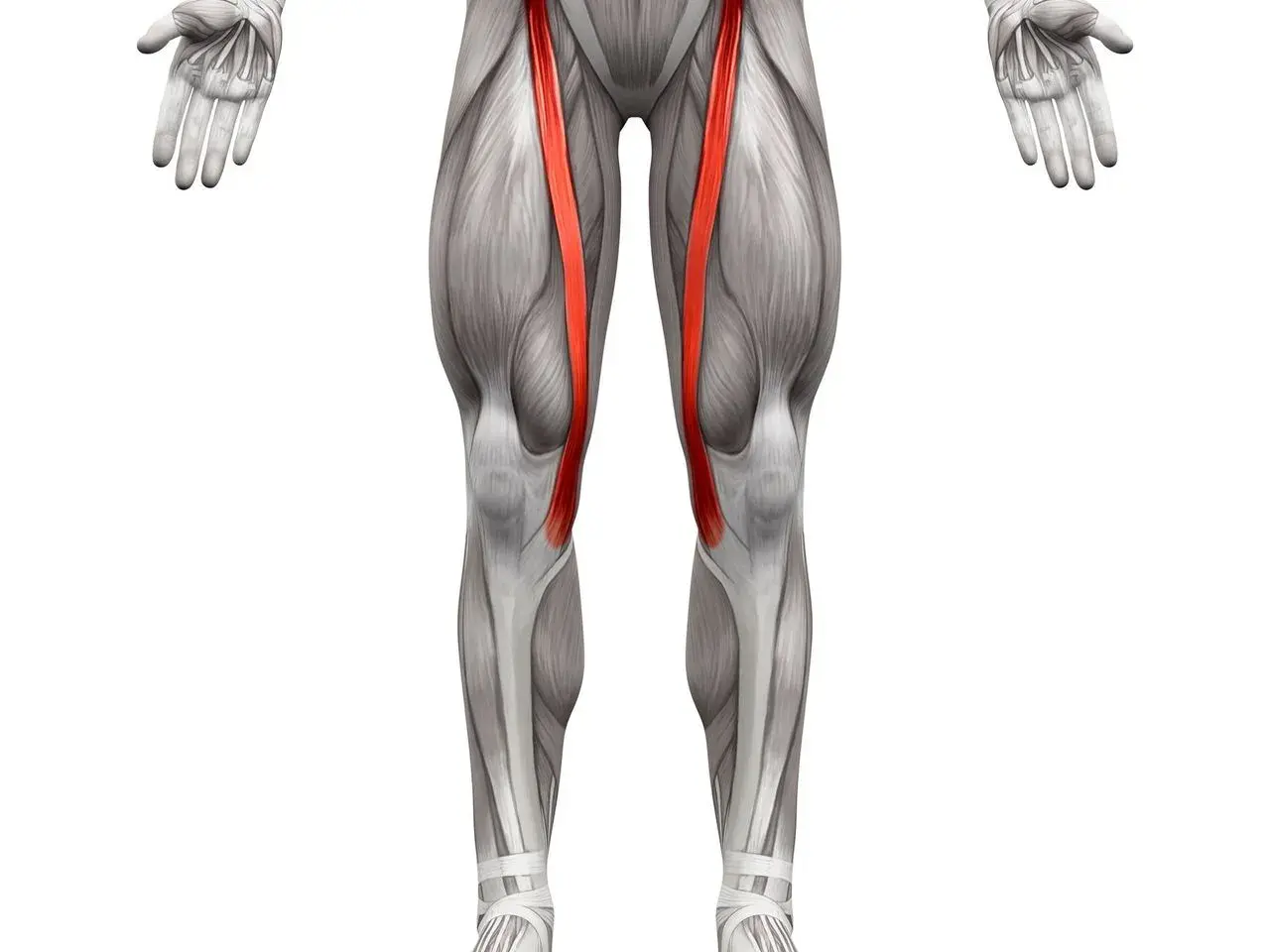 Anatomical illustration of the human leg, highlighting the sartorius muscle (mięsień szewski) in red.