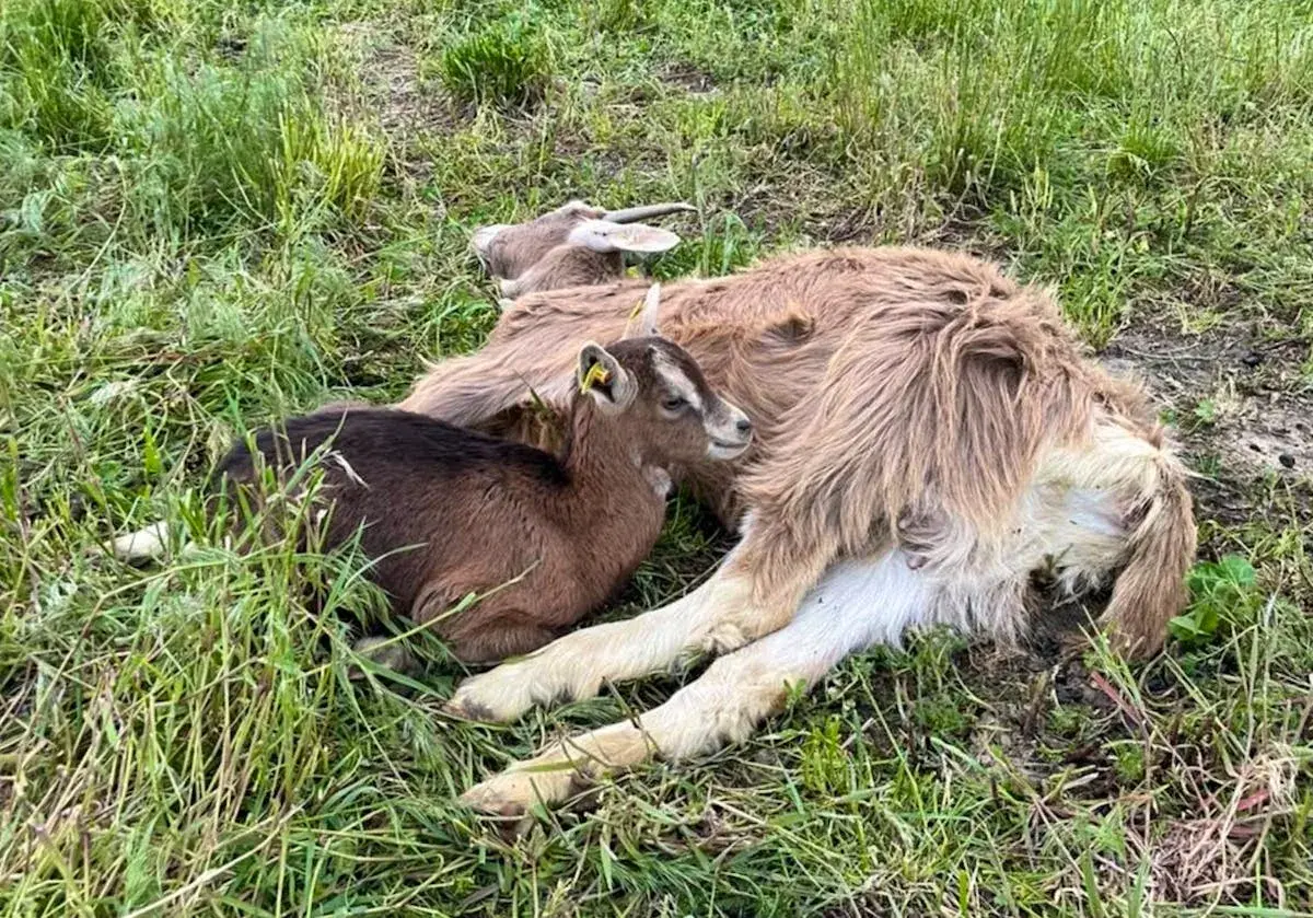 Une petite chèvre brune, l'air effrayée, se blottit contre une chèvre plus grande dans l'herbe.