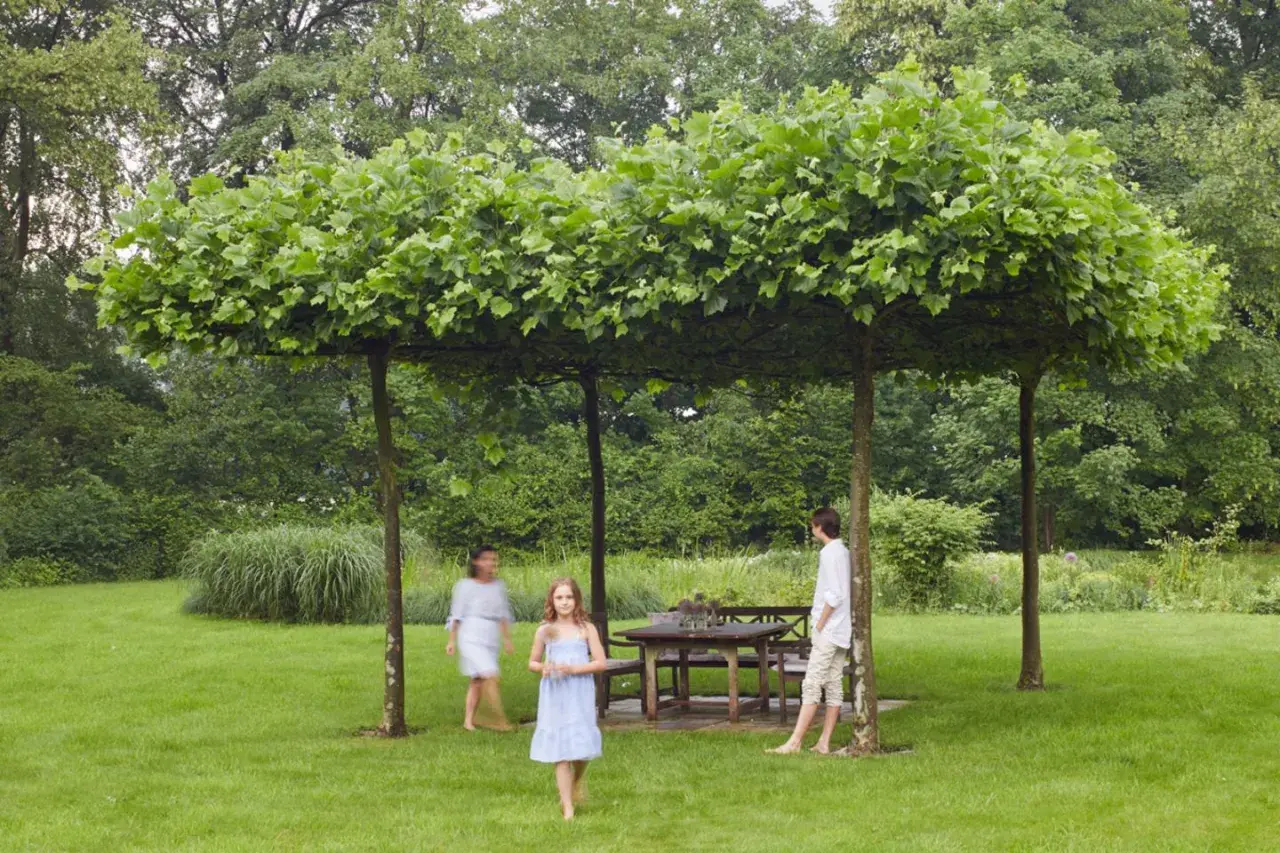 Dachplatane im Garten: Nachteile? Hier ein schattiges Plätzchen für die Familie.