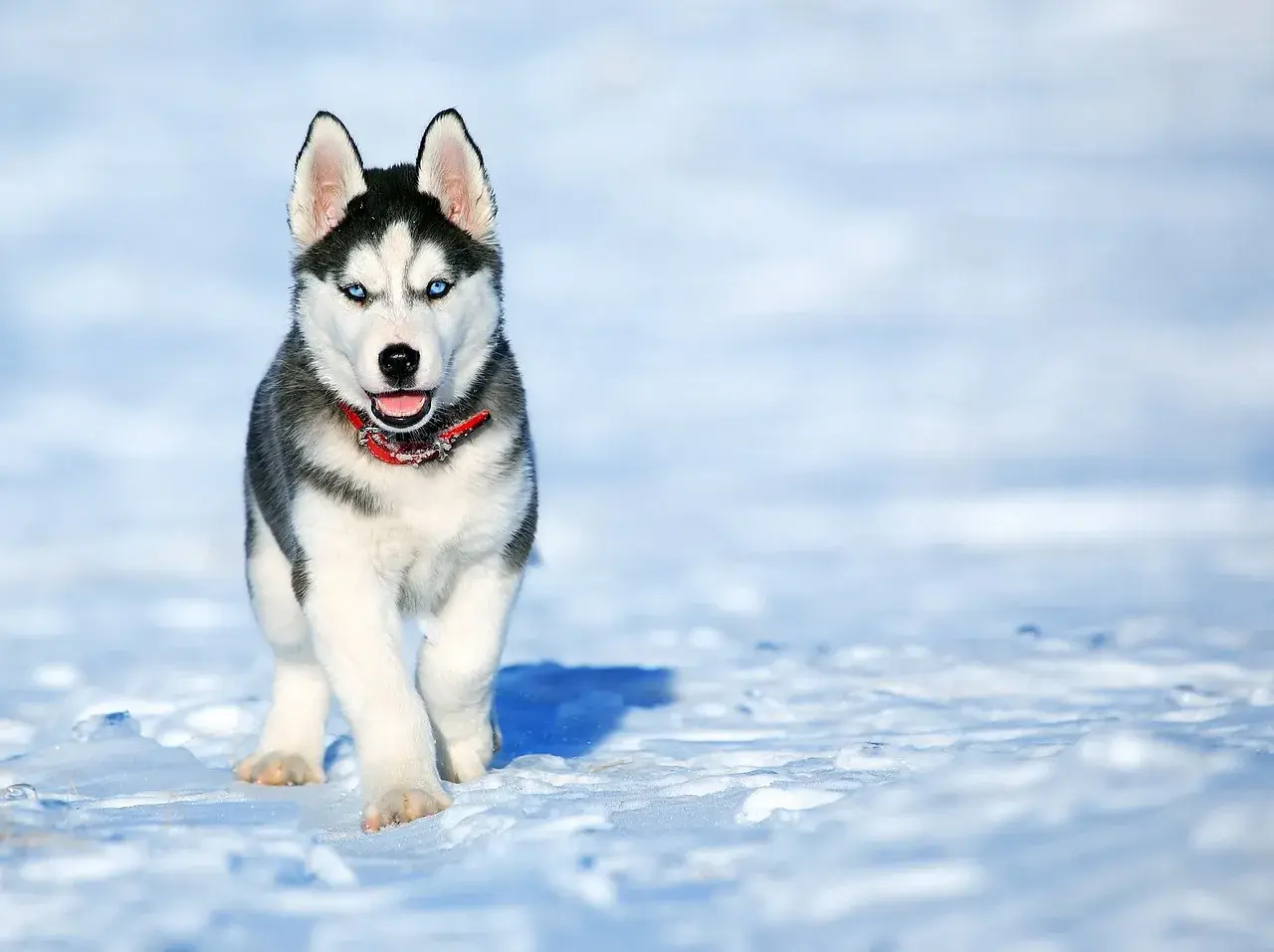 Ile kosztuje husky? Cena szczeniaka, utrzymanie i na co uważać?