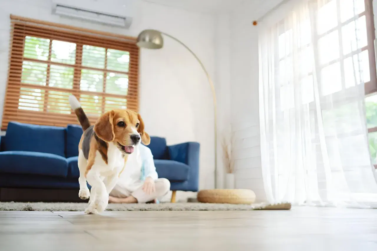Un beagle corre feliz por el salón, su hogar perfecto. La luz entra por la ventana, iluminando su alegre **habitat del perro**.
