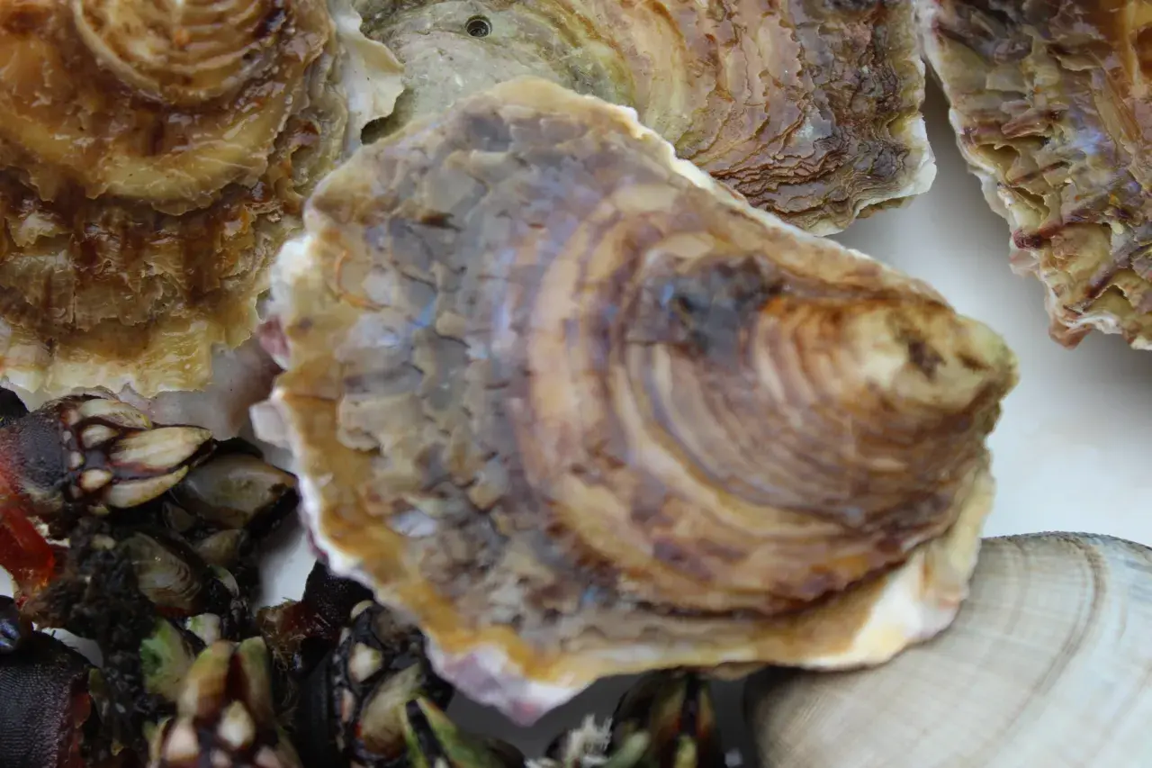 Ostras gallegas frescas y percebes, listas para servir.