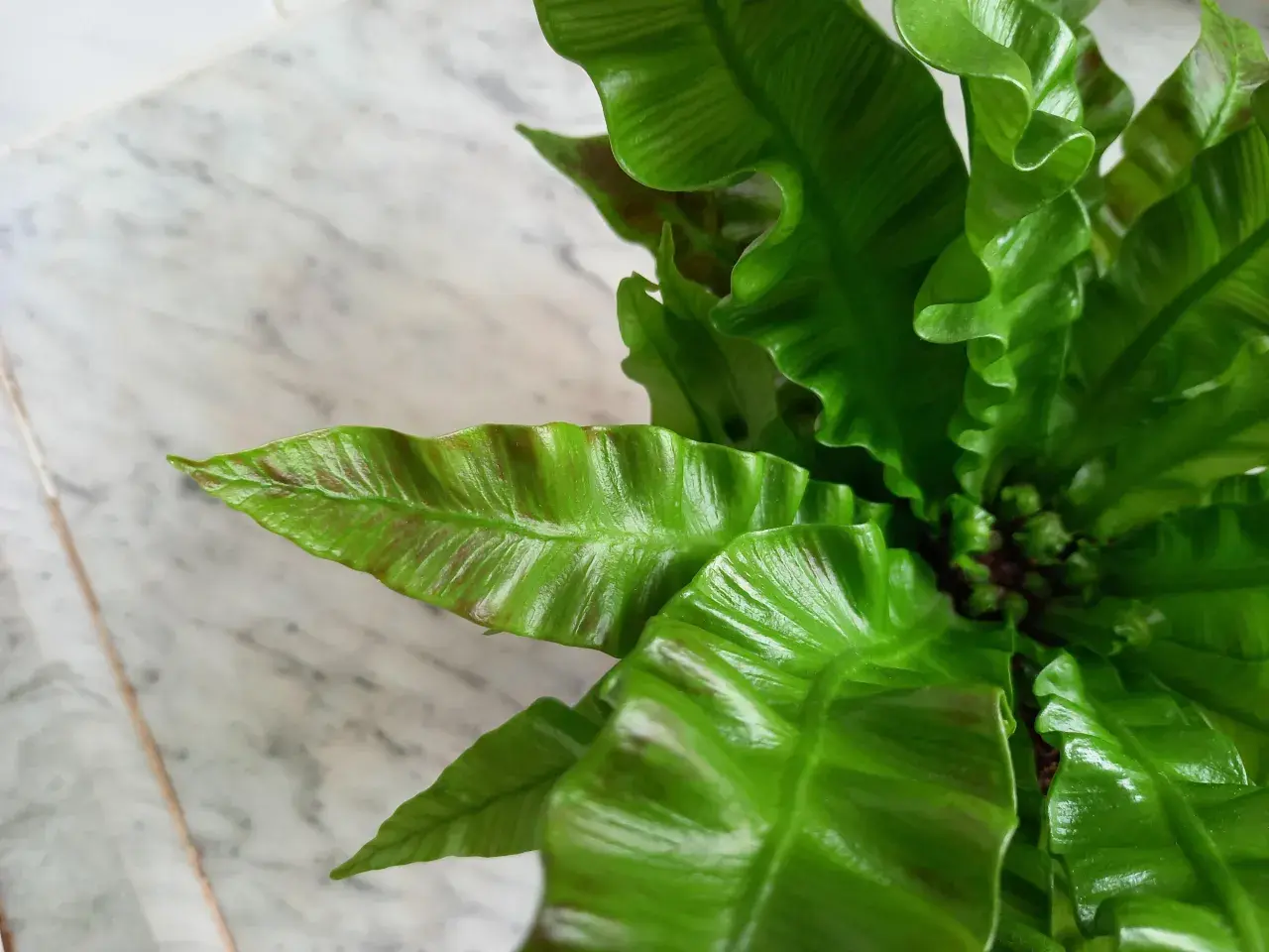 Zielone, faliste liście paproci Asplenium Crispy Wave tworzą gęste kępy na tle marmurowej powierzchni.