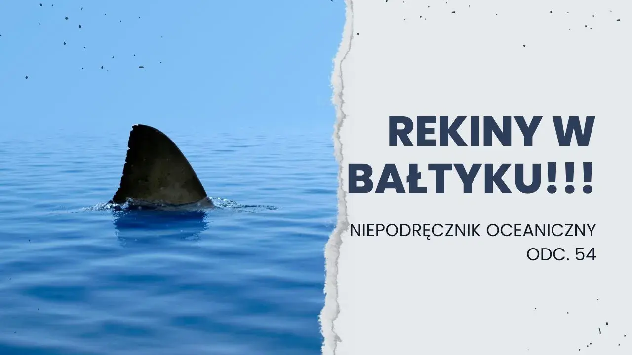 Czy rekiny są w Bałtyku? Bezpieczeństwo kąpieli i ich obecność
