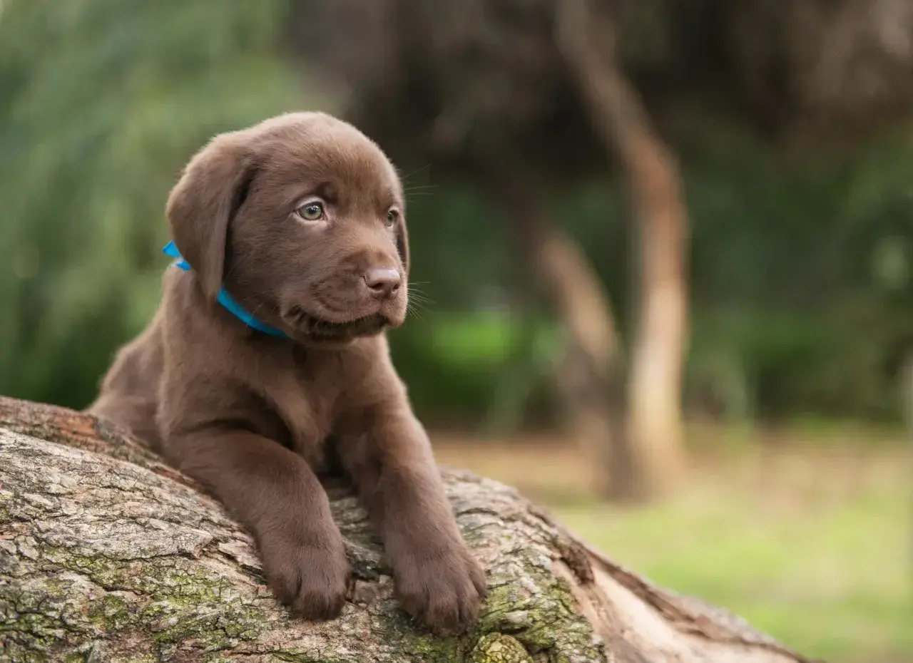 Ein süßer brauner Labrador Retriever Welpe mit blauem Halsband liegt auf einem Baumstamm im Freien.