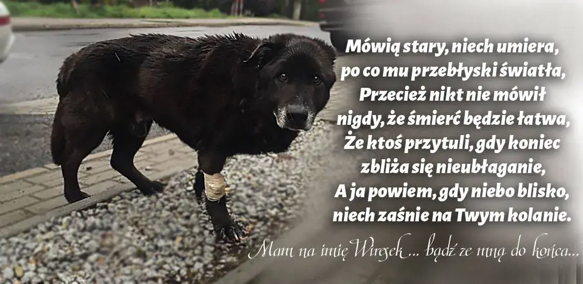 Tęczowy most: Wzruszające cytaty o psach, które odeszły