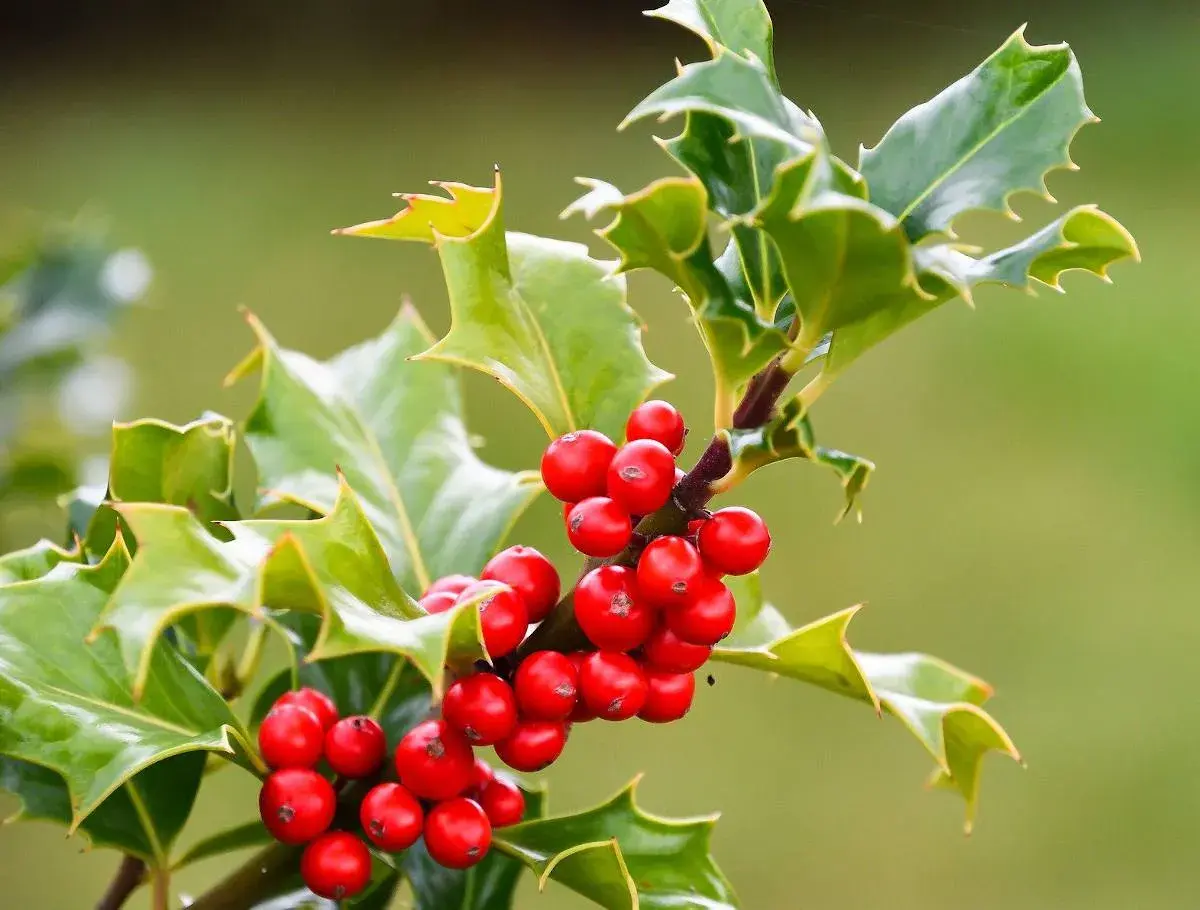 Le houx de Noël, avec ses baies rouges vives et ses feuilles vertes piquantes, annonce la saison des fêtes.