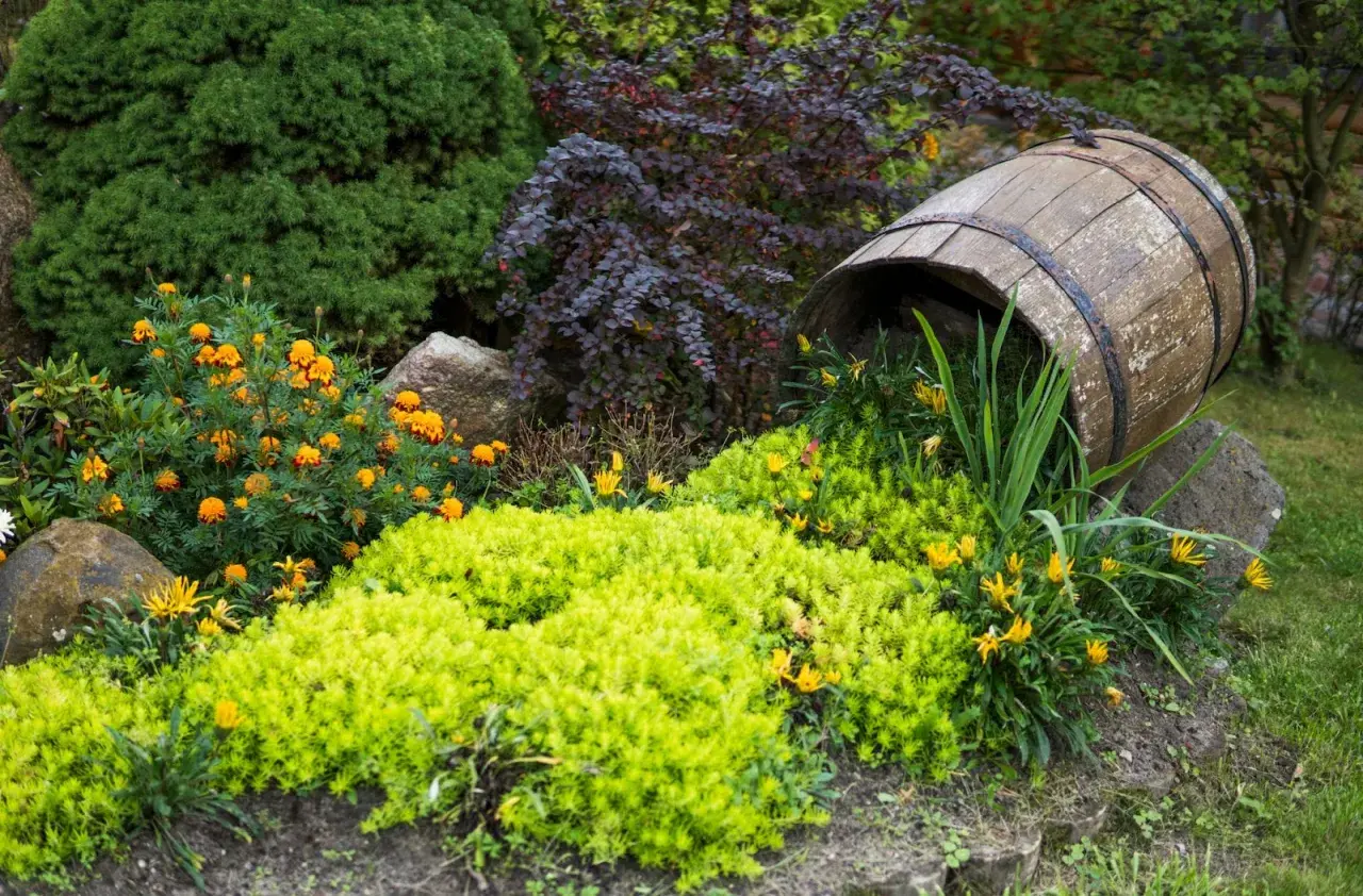 En gammal tunna har rullat ner i rabatten och skapar en unik miljö för låga buskar och gula blommor.