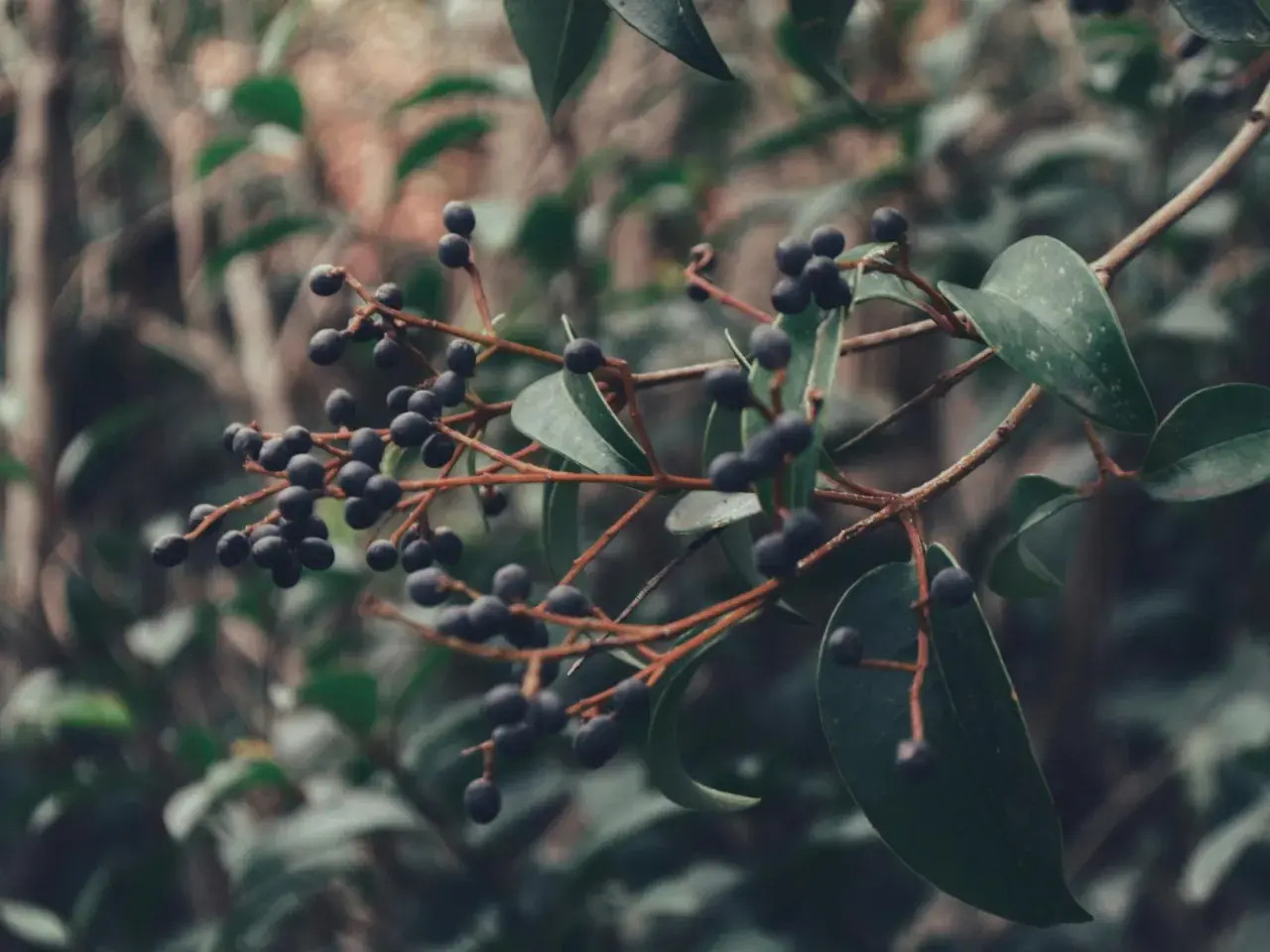 Dunkle Beeren am Zweig, Vorsicht: liguster giftig.