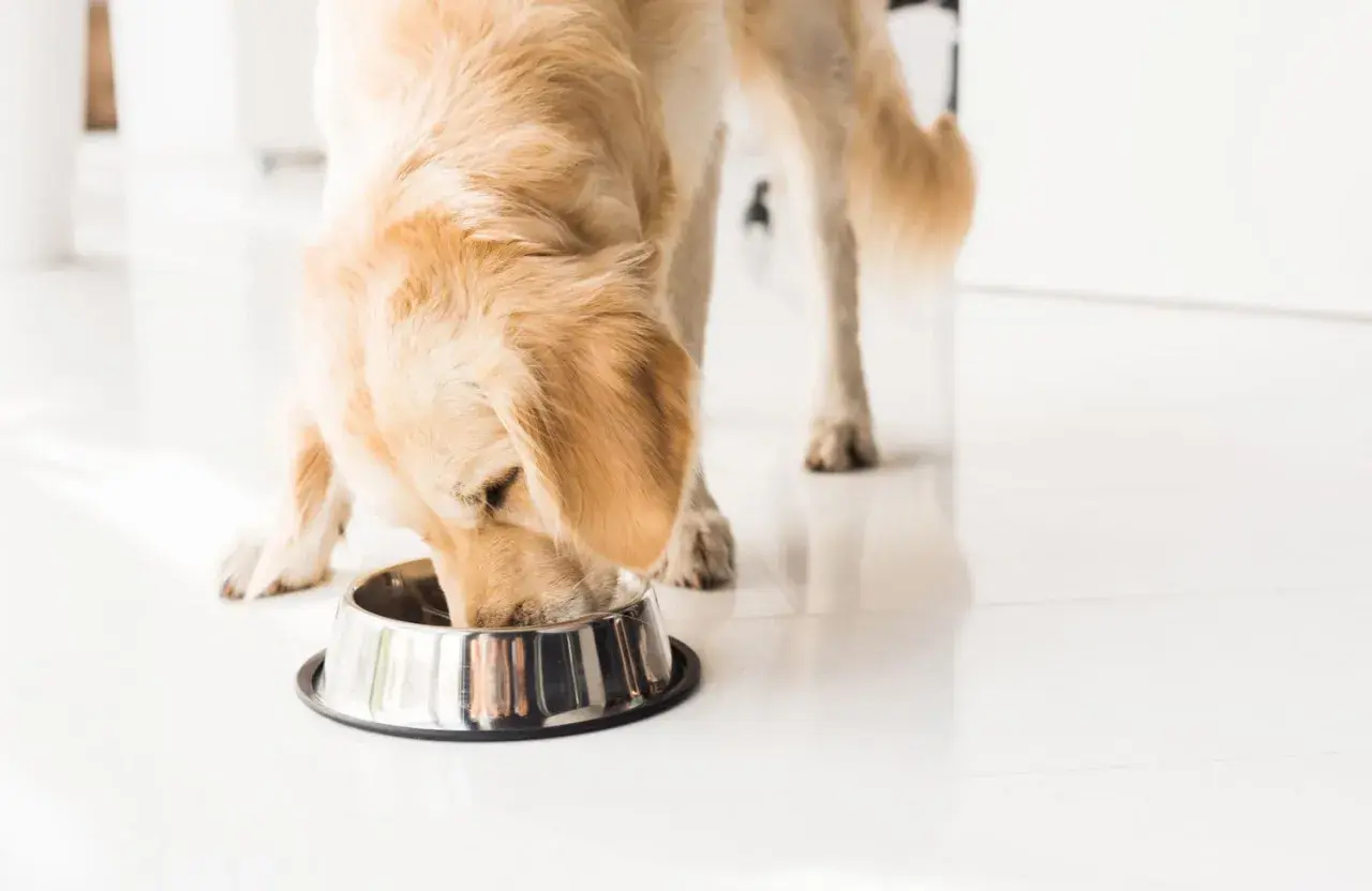 Golden retriever disfrutando de su alimentación en un cuenco metálico.