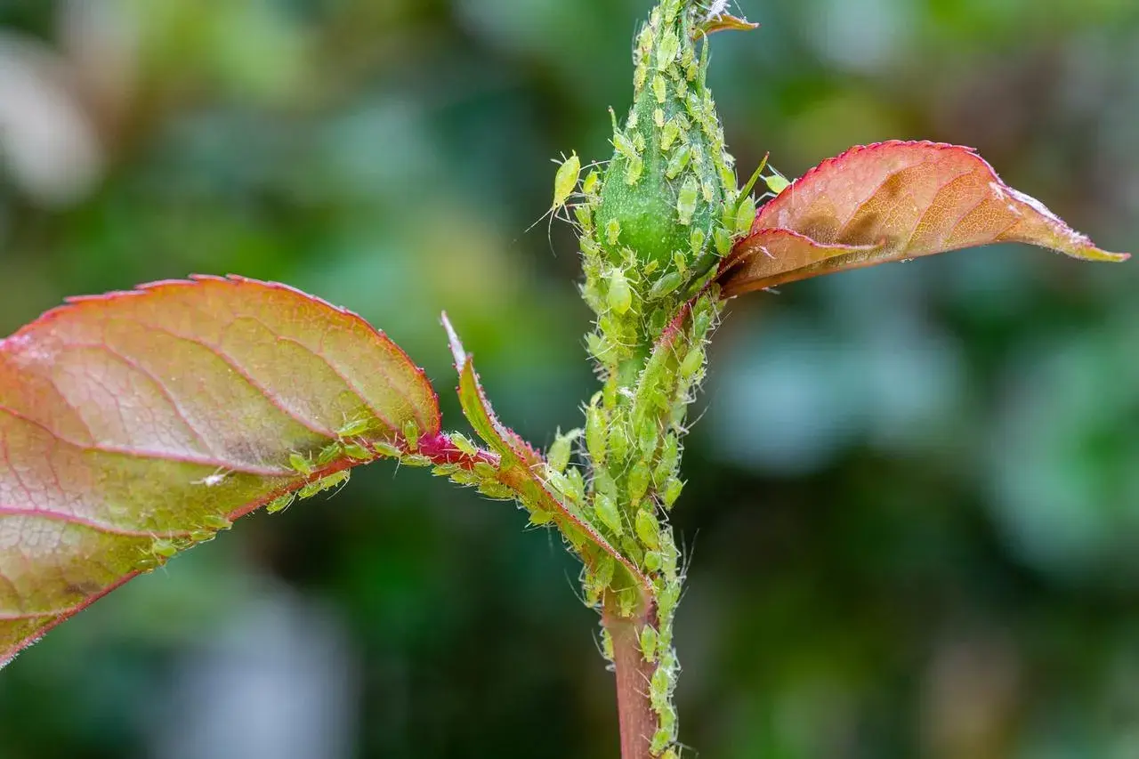 Une tige de plante est recouverte de nombreux pucerons verts. Les feuilles rouges et vertes contrastent avec les petits insectes.