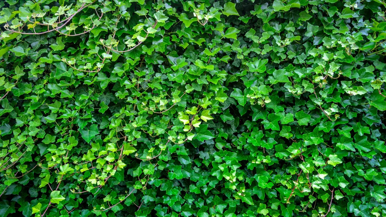 Gęsty, zielony żywopłot z bluszczu tworzy naturalną ścianę. Liście o różnych odcieniach zieleni tworzą bogatą teksturę.