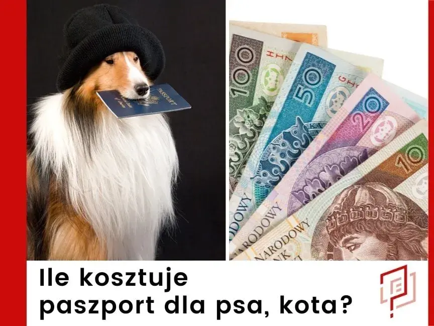 Ile kosztuje paszport dla psa? Sprawdź ukryte wydatki i zasady