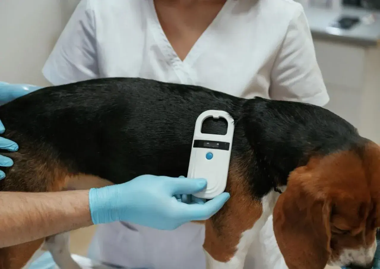 Tierarzt chippt Hund. Ein Scanner wird über das Fell gehalten, um die Identifikationsnummer zu lesen.