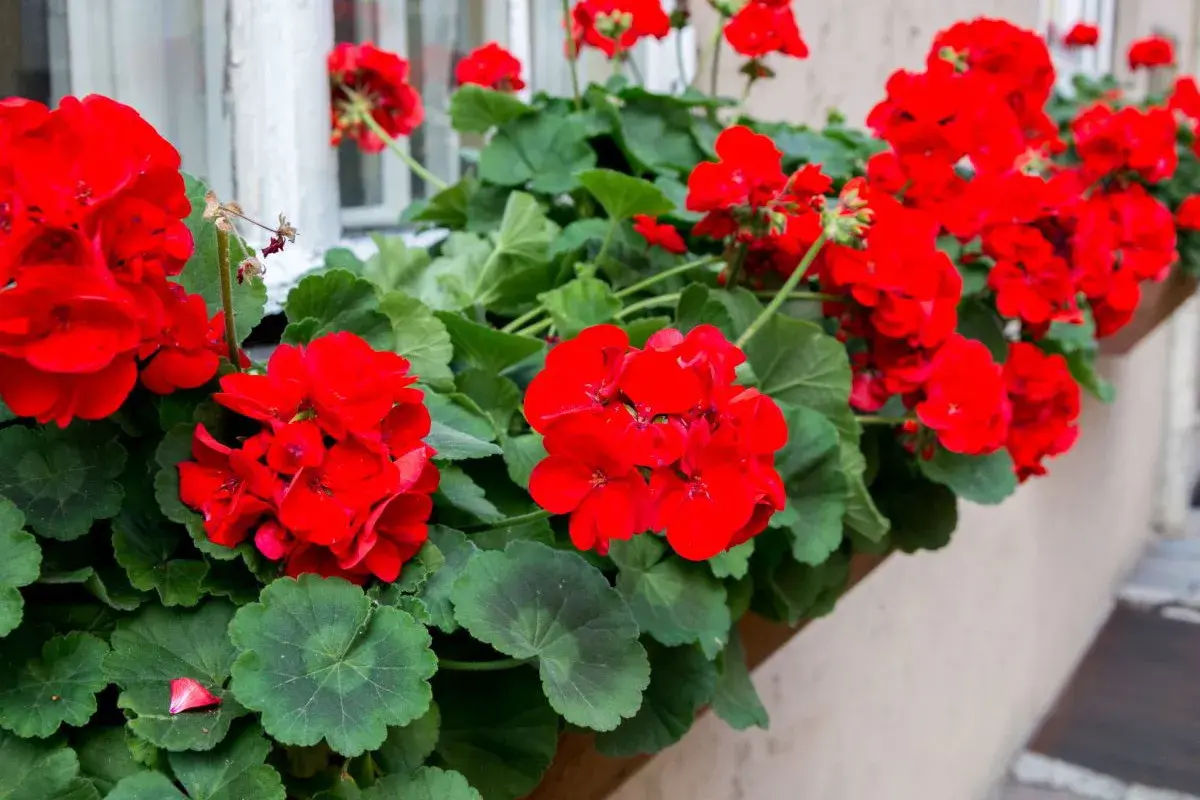 Kwitnące czerwone pelargonie na parapecie. Dowiedz się, jak przycinać geranium, by cieszyć się bujnym kwitnieniem.