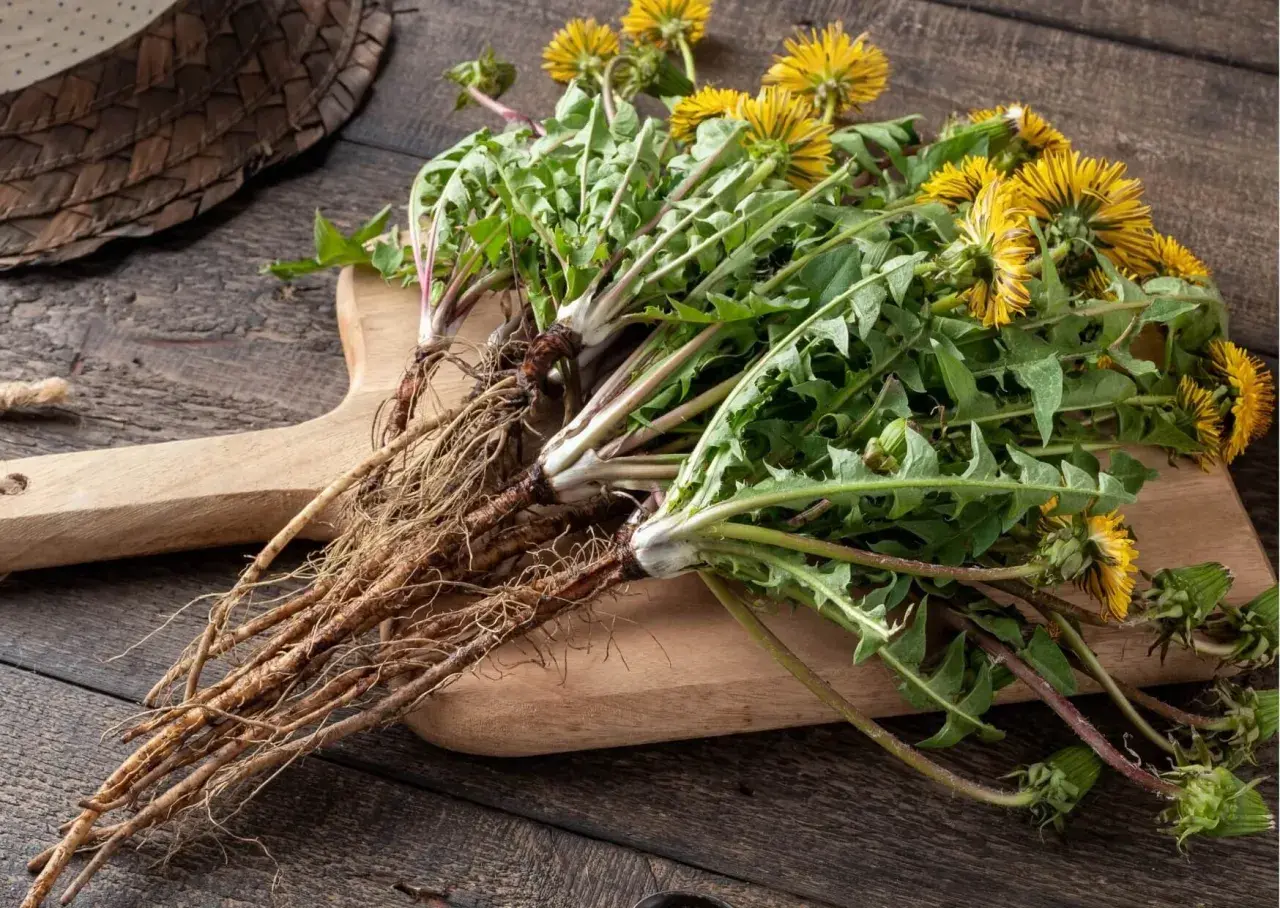 Mazzo di tarassaco con fiori gialli e radici spesse su tagliere di legno. Le sue proprietà sono note da tempo.
