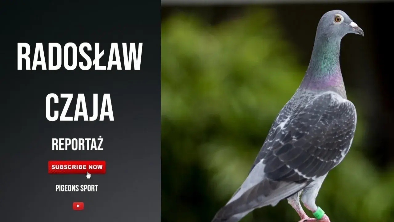 Filmy o gołębiach pocztowych: emocje, rywalizacja i pasja w kinie