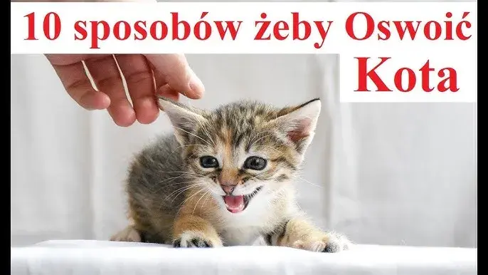 Jak oswoić dzikiego kotka – skuteczne metody i cenne wskazówki