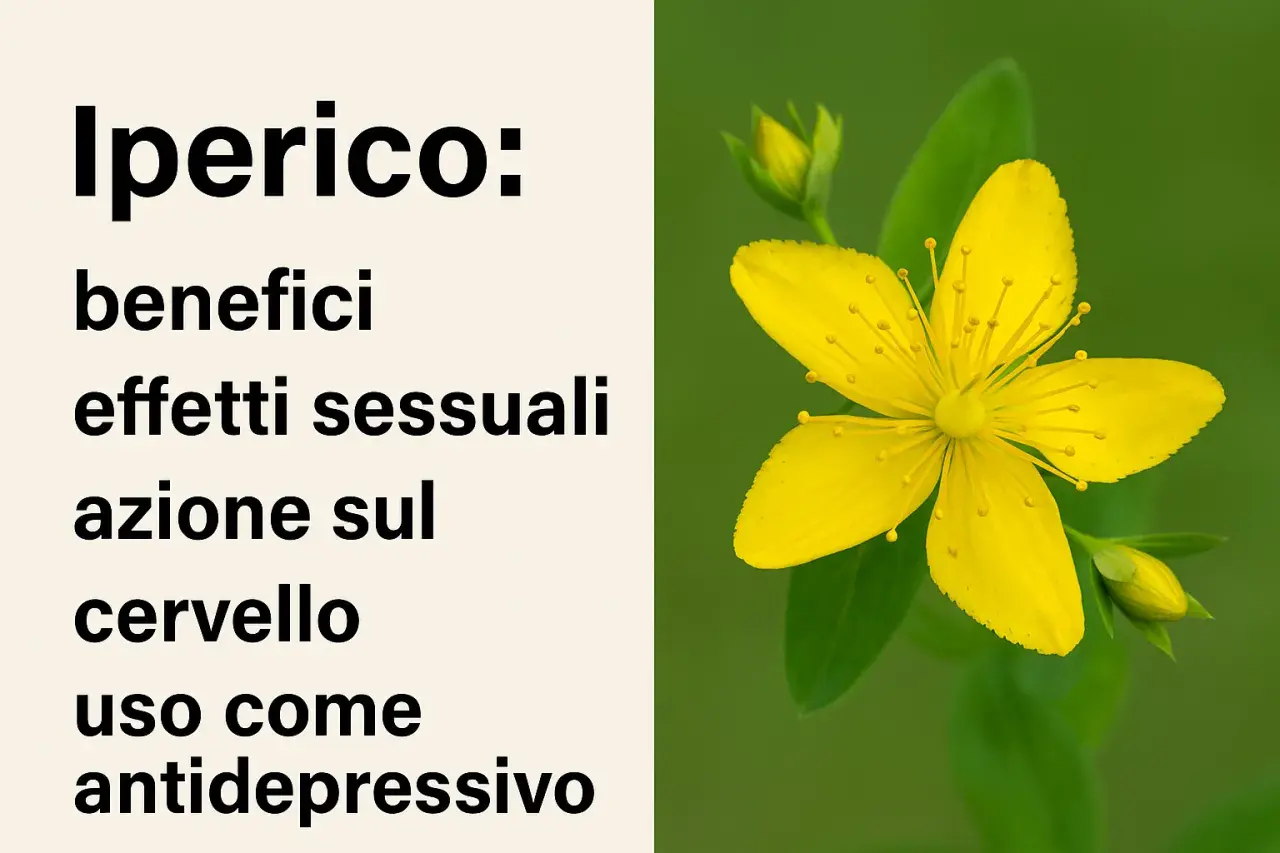 Iperico: benefici, effetti sul cervello e uso come antidepressivo. Fiore giallo brillante dell'erba di San Giovanni.