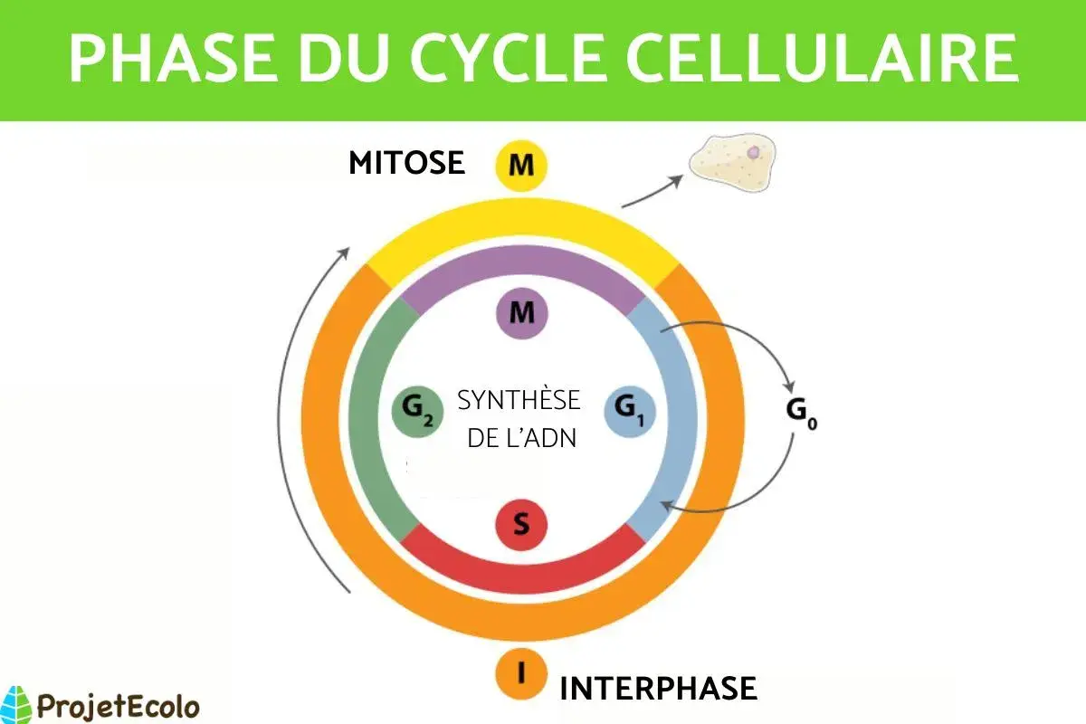 Schéma illustrant le cycle cellulaire, avec les phases G1, S (synthèse de l'ADN), G2, M (mitose) et G0.