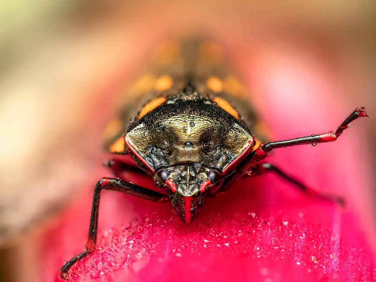 Niesamowite zdjecia makro! Widok z bliska na głowę i odnóża owada z kroplami rosy na różowym kwiecie.