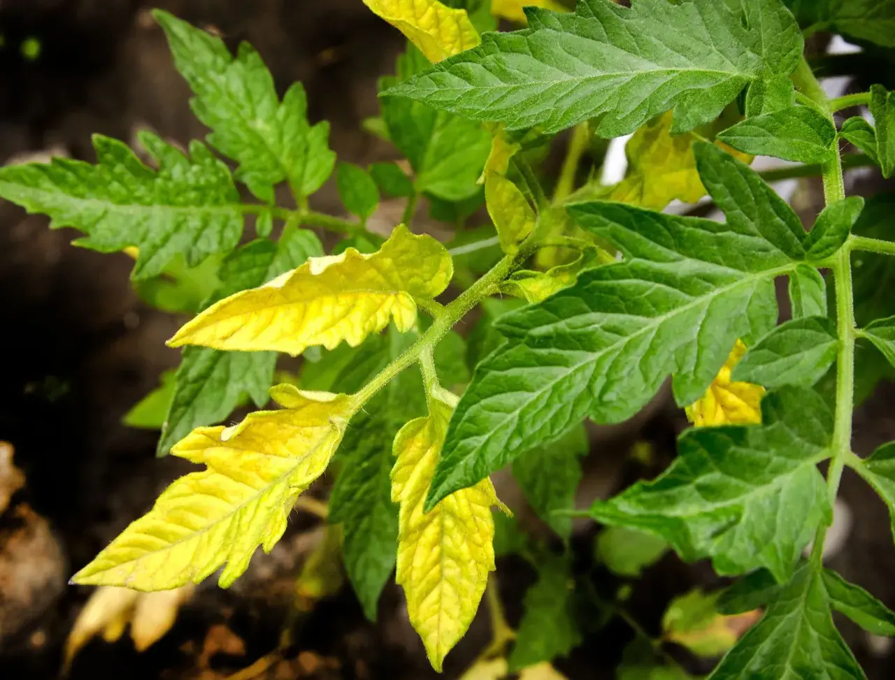 Pianta di pomodoro con alcune foglie gialle, segno di possibile carenza di nutrienti.