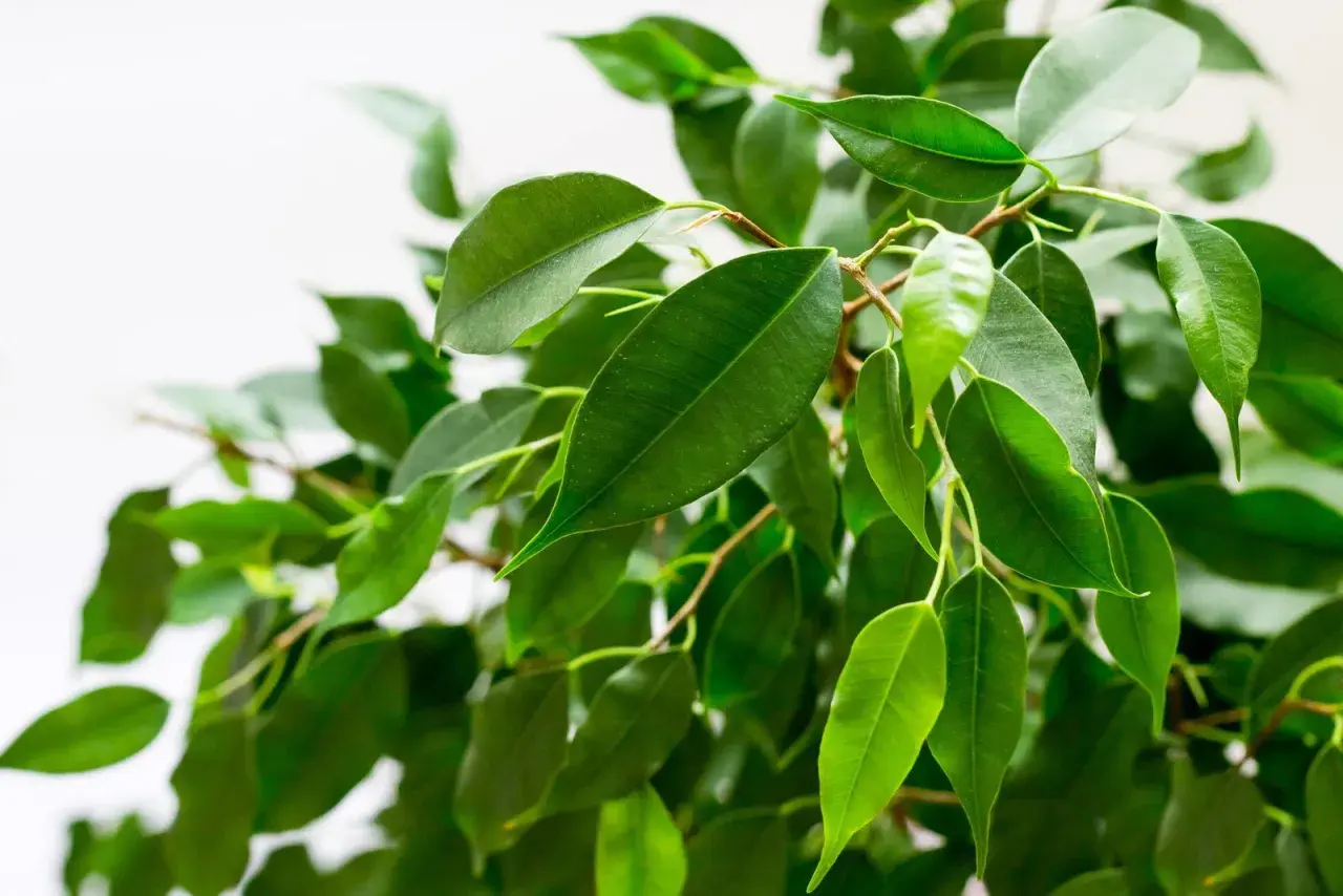 Grüne, glänzende Blätter eines Ficus benjamina, die sich im Licht wiegen.