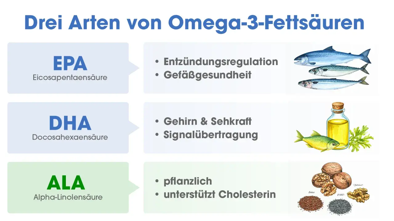 EPA, DHA, ALA: Die Omega 3 Wirkung für Entzündungen, Gefäße, Gehirn, Sehkraft & Cholesterin.