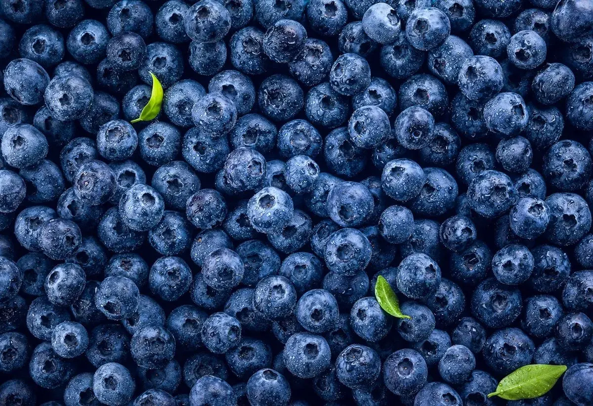 Mnóstwo soczystych borówek, idealnych na zdrową przekąskę. Sprawdź, jakie mają borówki kcal!