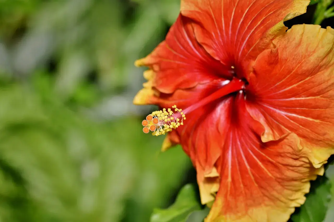 Czerwono-pomarańczowy hibiskus z żółtymi końcówkami pręcików. Jego właściwości lecznicze znane są od wieków.