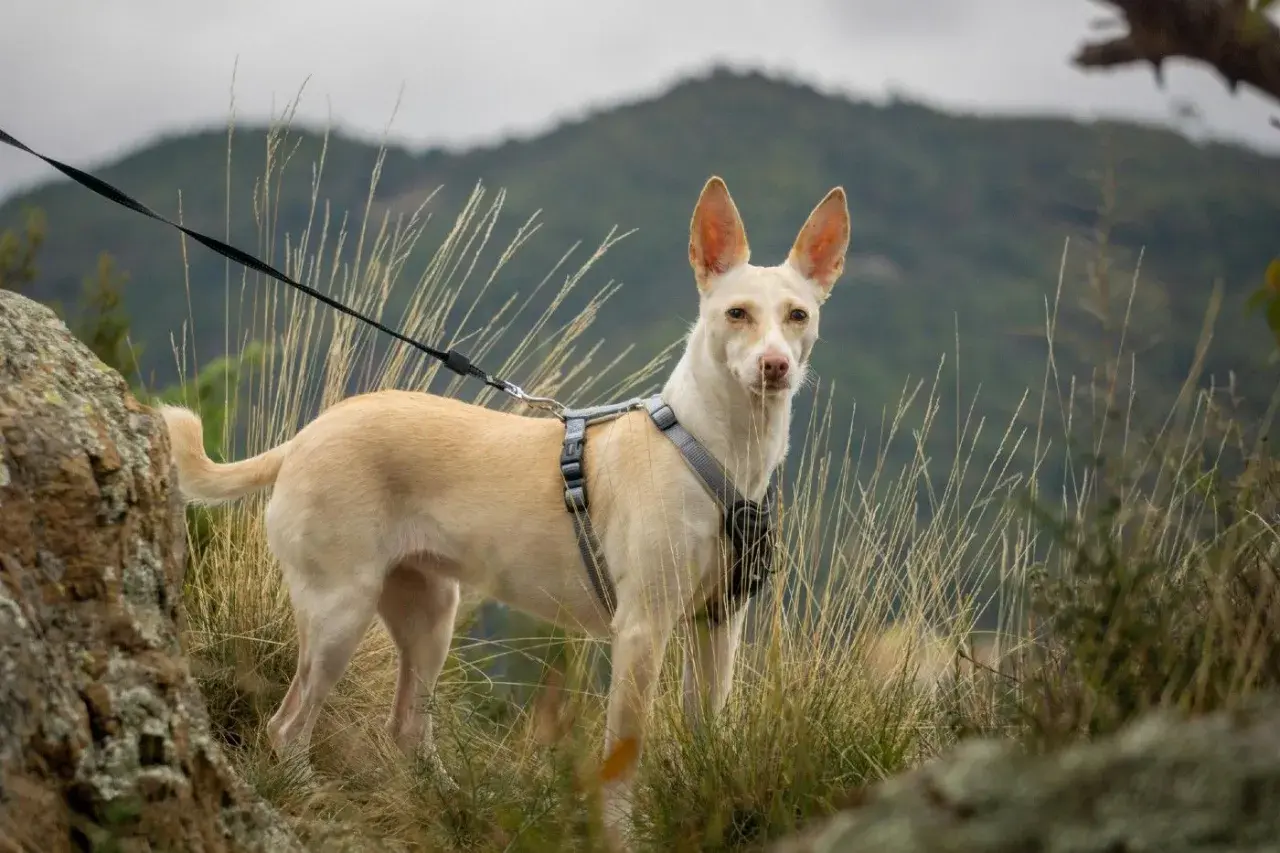 Podenco con arnés y correa en un paisaje montañoso. Aprende como educar a un podenco para disfrutar de aventuras juntos.