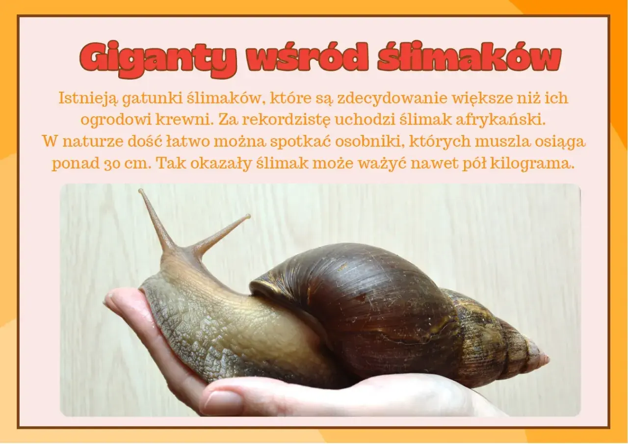 Duży ślimak afrykański spoczywa na dłoni.