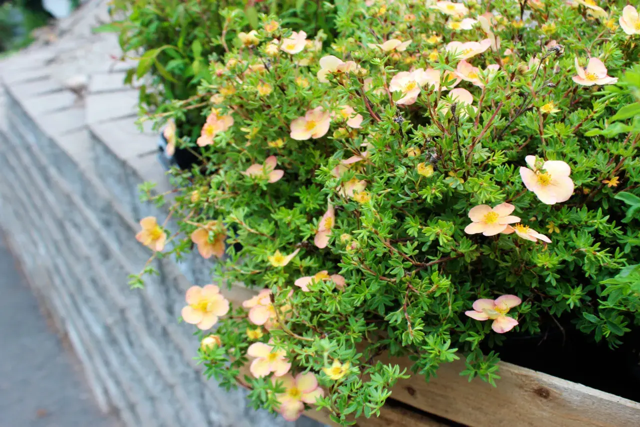 Buskar med små, ljusrosa blommor och gröna blad. Dessa torktåliga buskar trivs bra i soliga lägen.