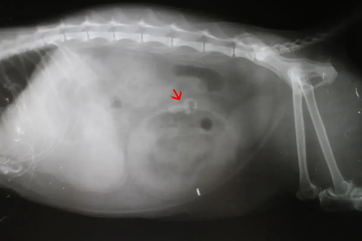 Röntgenbild einer Katze mit Pica-Syndrom. Ein roter Pfeil zeigt auf ein verschlucktes Objekt im Verdauungstrakt.