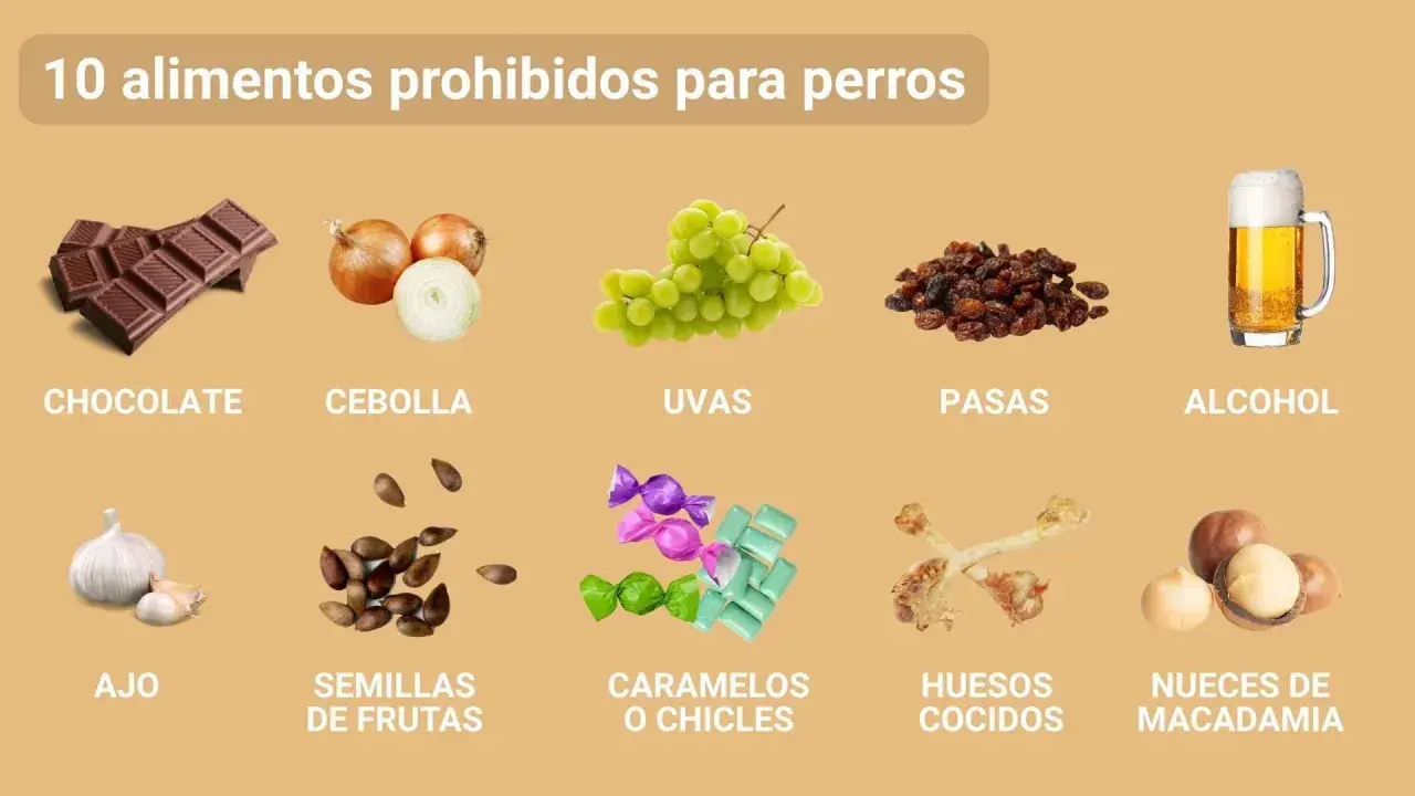 Lista de 10 alimentos tóxicos para perros: chocolate, cebolla, uvas, pasas, alcohol, ajo, semillas de frutas, caramelos, huesos cocidos y nueces de macadamia.