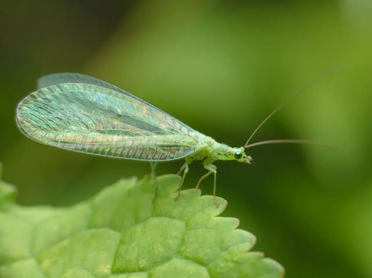 Grünes Perlauge mit schillernden Flügeln sitzt auf einem Blatt im Garten. Ein faszinierendes Exemplar der insekten im garten.