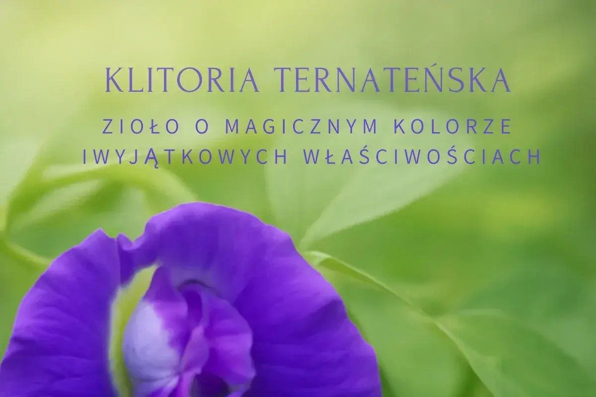 Klitoria ternateńska: zioło o magicznym kolorze. Poznaj jego wyjątkowe właściwości i klitoria ternateńska przeciwwskazania.