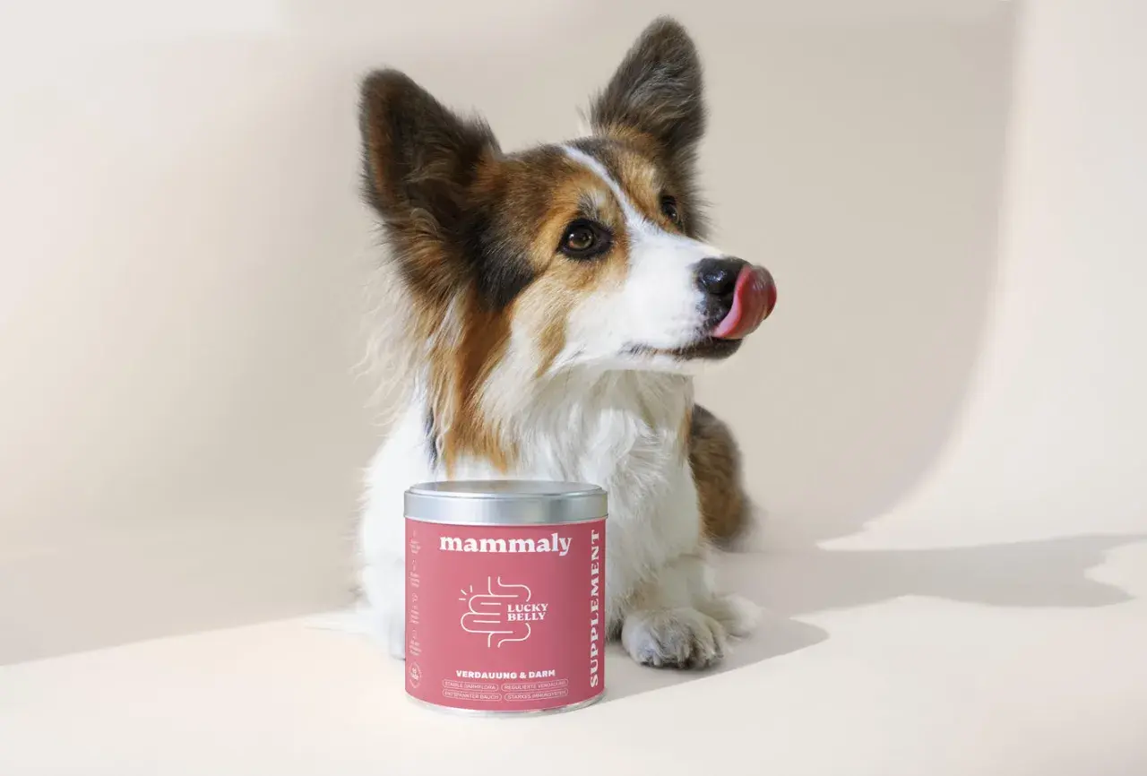 Süßer Hund leckt sich die Lippen neben einer Dose "Lucky Belly" von Mammaly. Ein natürliches Mittel gegen Durchfall beim Hund.