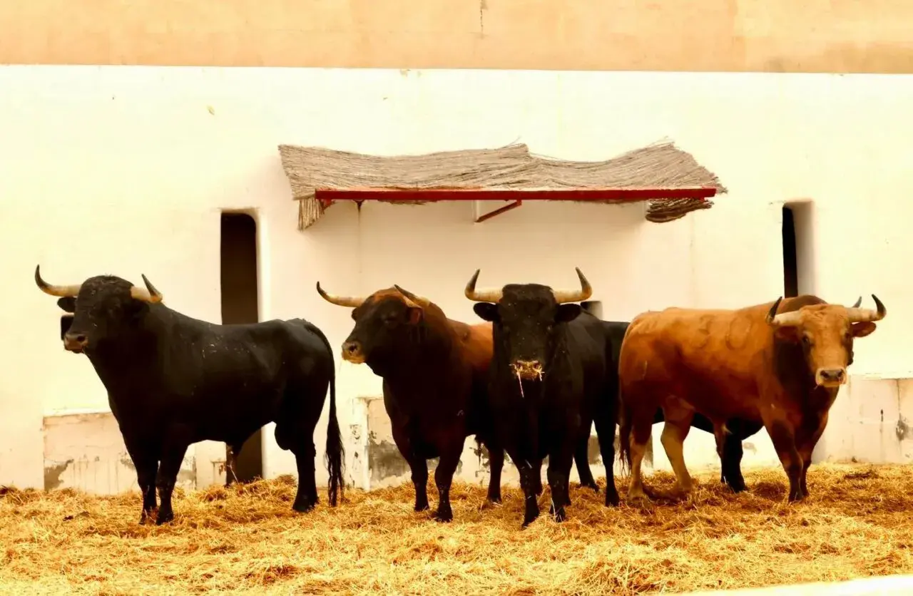 Cinco toros de lidia, parte de una ganadería vellosino, posan firmes sobre paja ante una pared blanca.