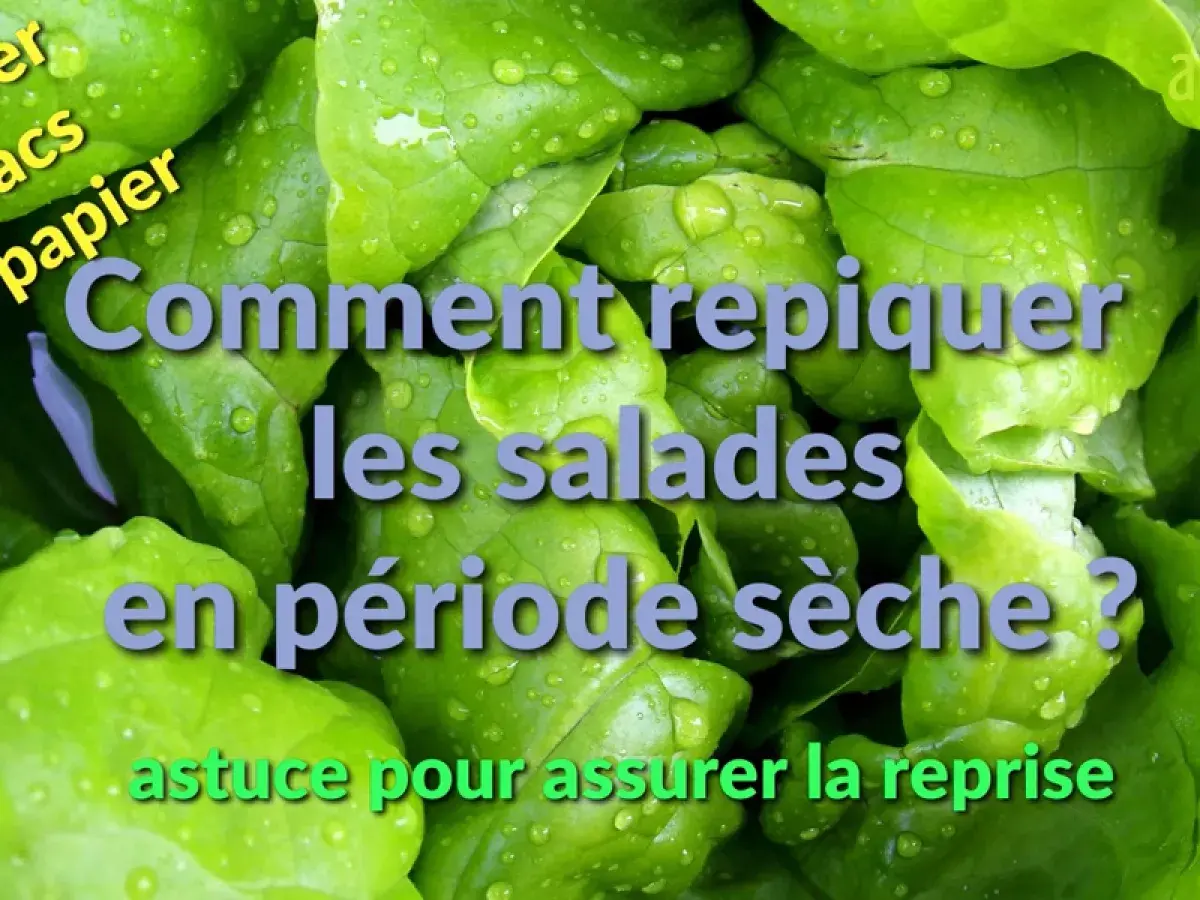 Feuilles de salade vertes et humides. Texte : "Comment repiquer les salades en période sèche ? Astuce pour assurer la reprise.